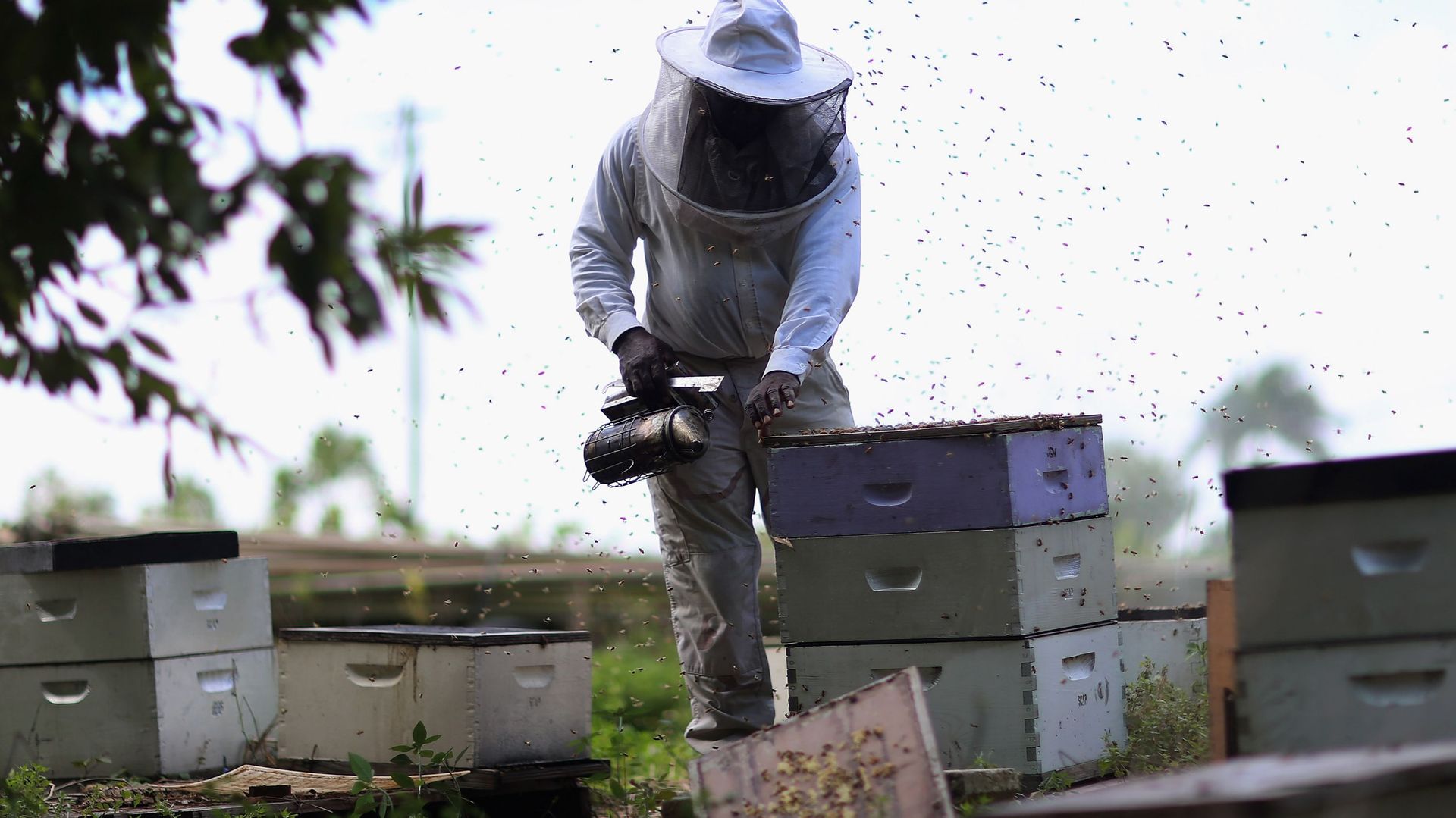 Un rapport dénonce le lobbying effréné d'entreprises contre l'interdiction de pesticides dangereux pour les abeilles