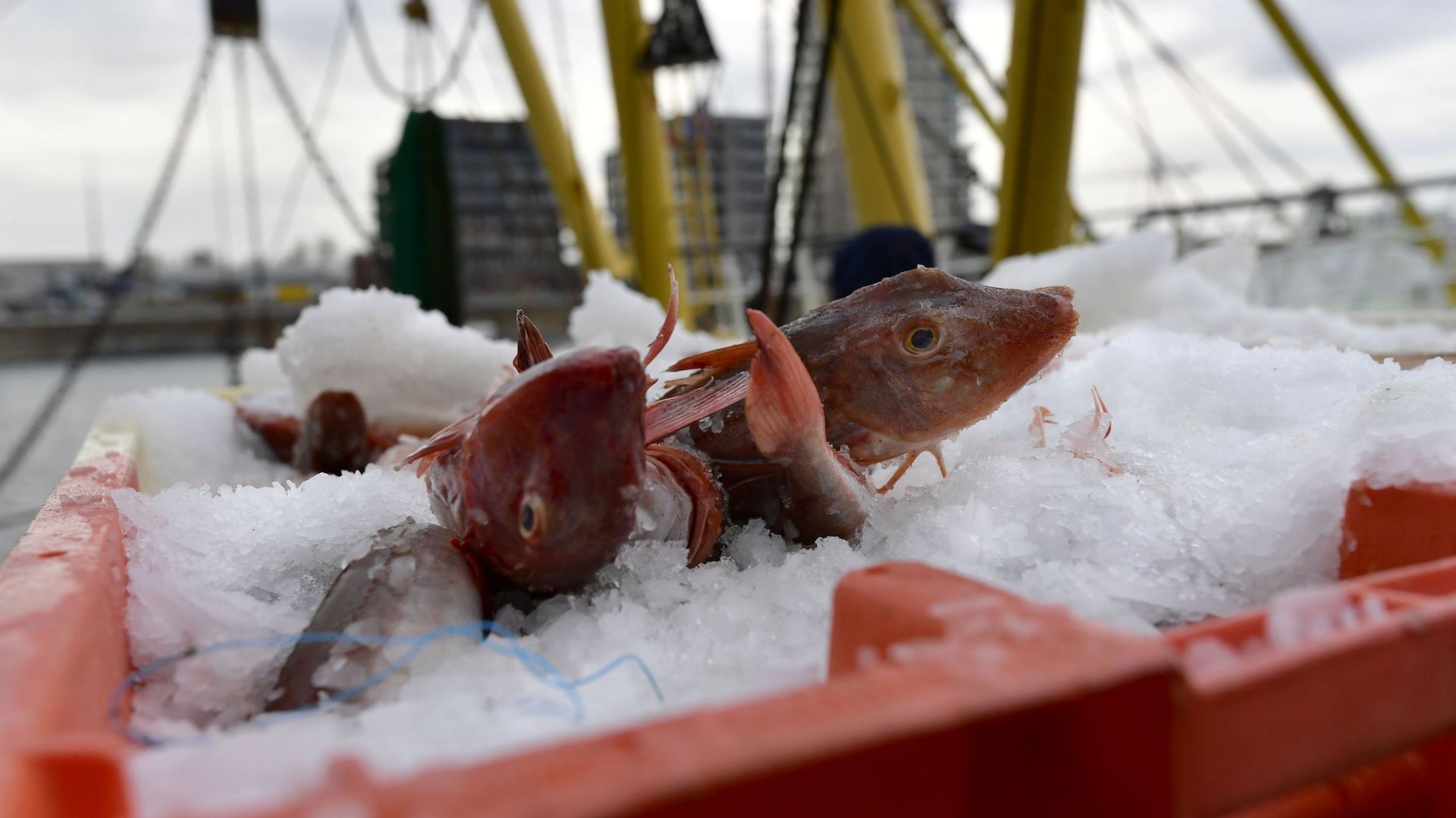 Brexit: des licences accordées à 17 pêcheurs belges pour la zone britannique des 12 miles