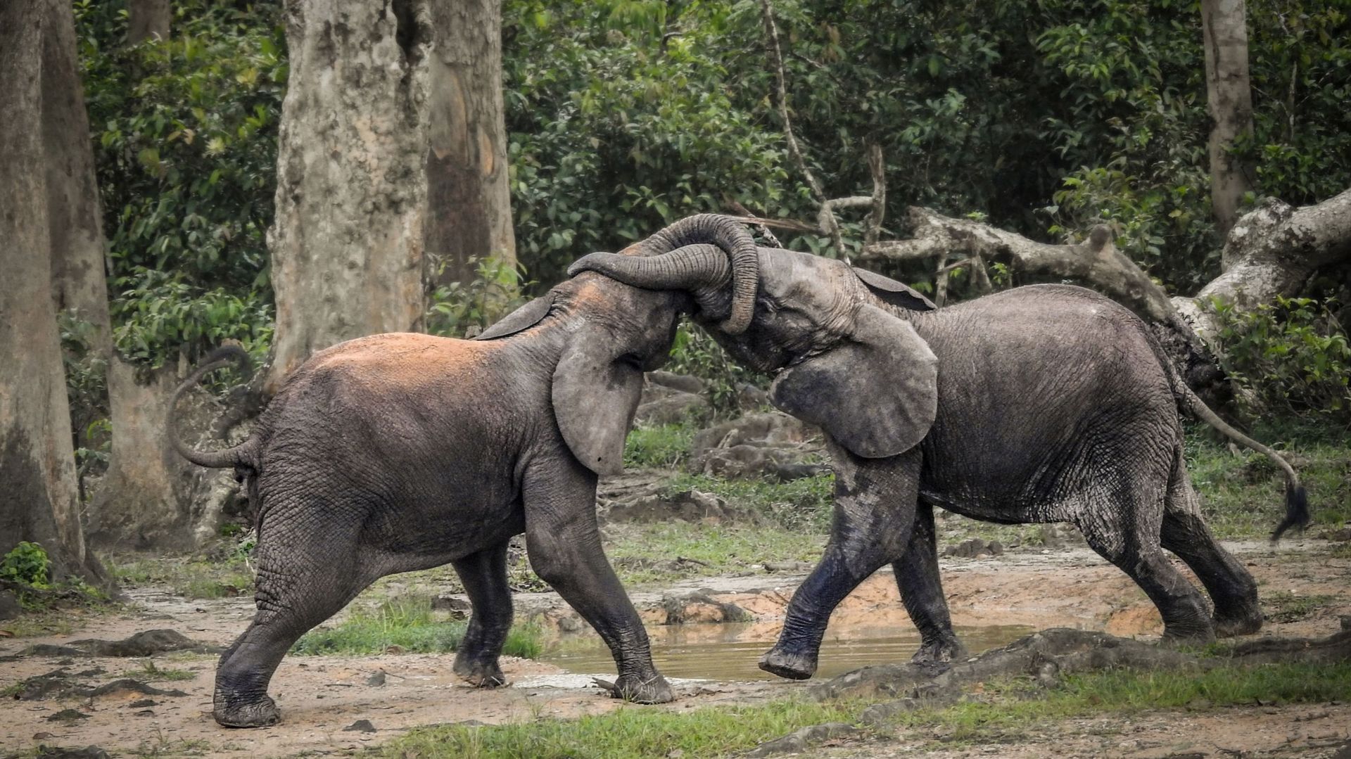 En raison de l'augmentation du braconnage, le nombre de grands mammifères en République centrafricaine a diminué de 94% en trente ans, selon un rapport Ecofaune 2018