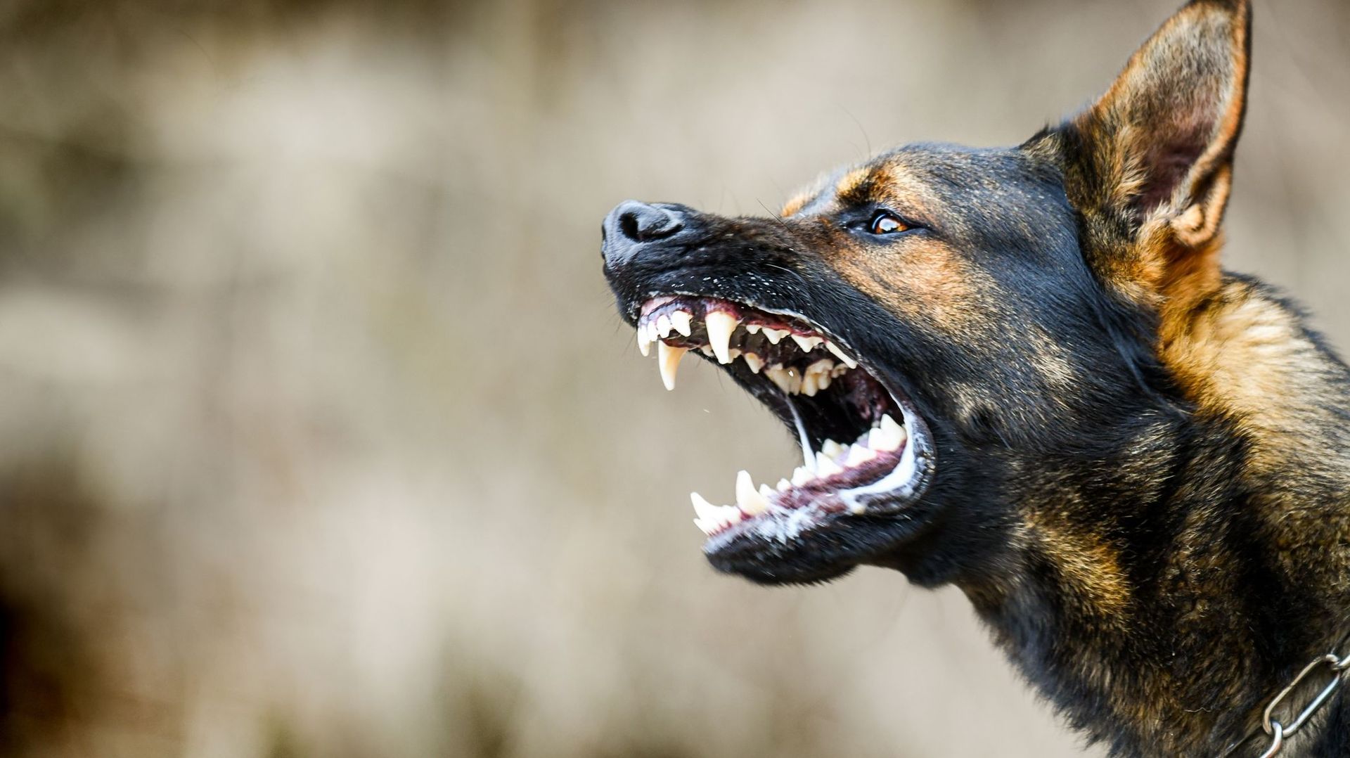 Morsures de chiens dangereux : les vétérinaires exhortent le gouvernement wallon de reconnaître un projet-pilote