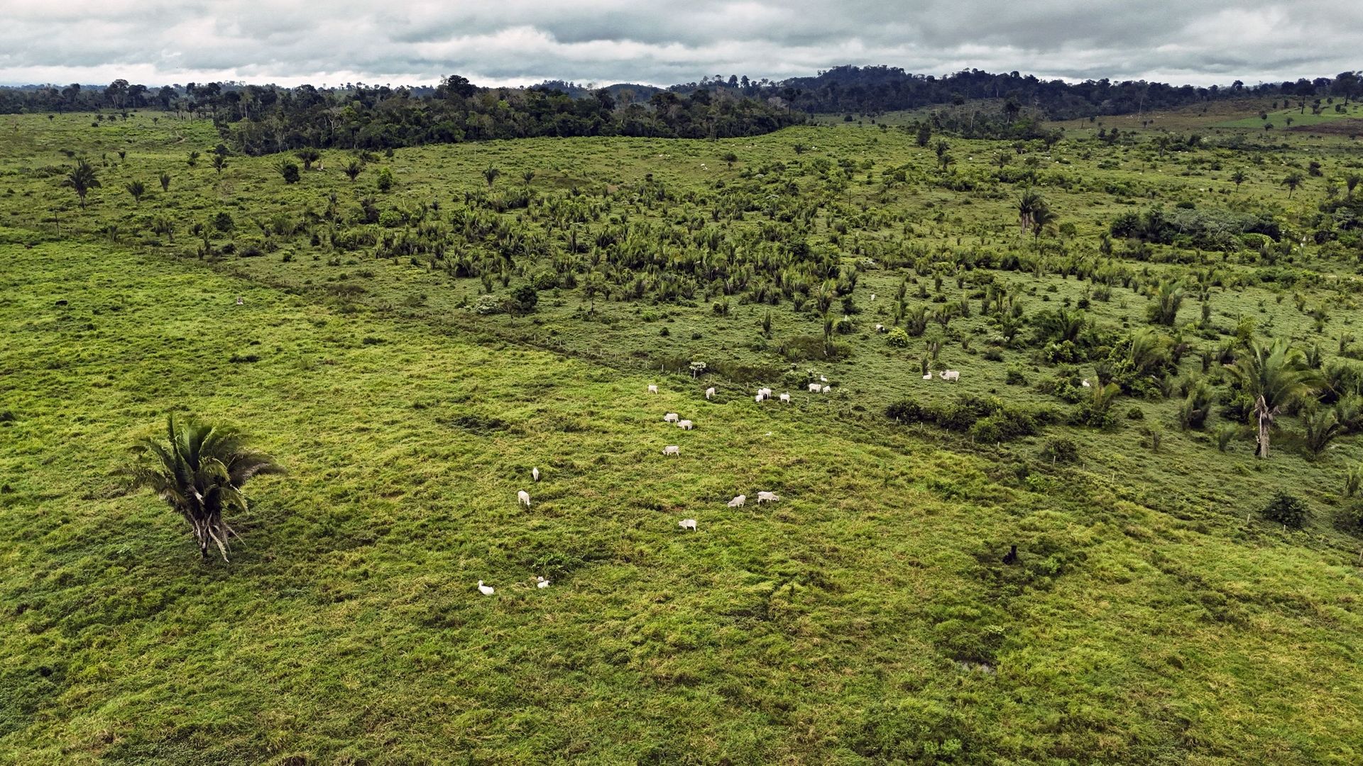Brésil : en 40 ans, la forêt amazonienne a été amputée d’une surface équivalente à celle de l’Espagne