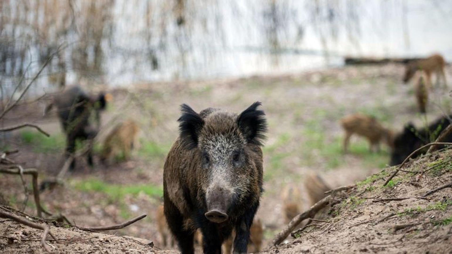 Peste porcine africaine : l'interdiction de circulation dans les bois est prolongée jusqu'au 15 mai