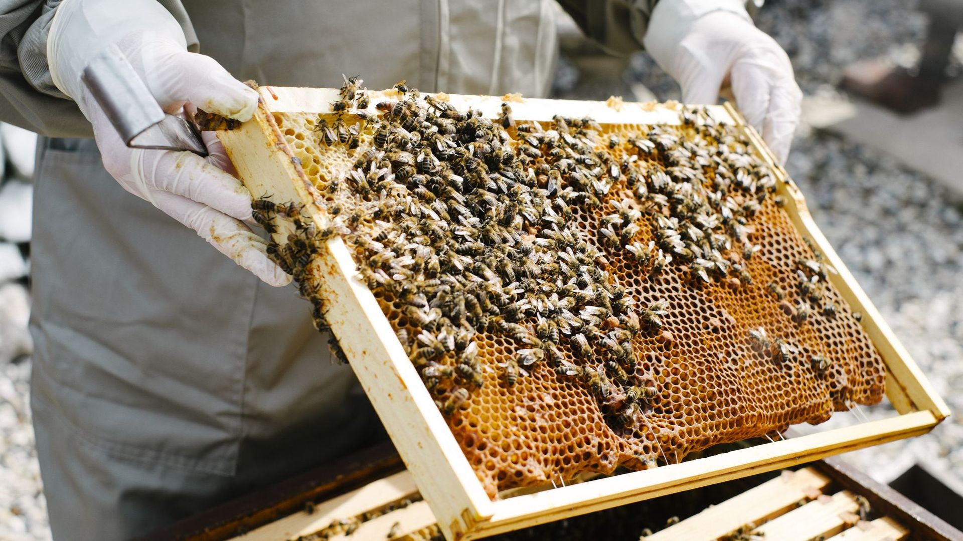 Le confinement a-t-il profité aux apiculteurs belges ?
