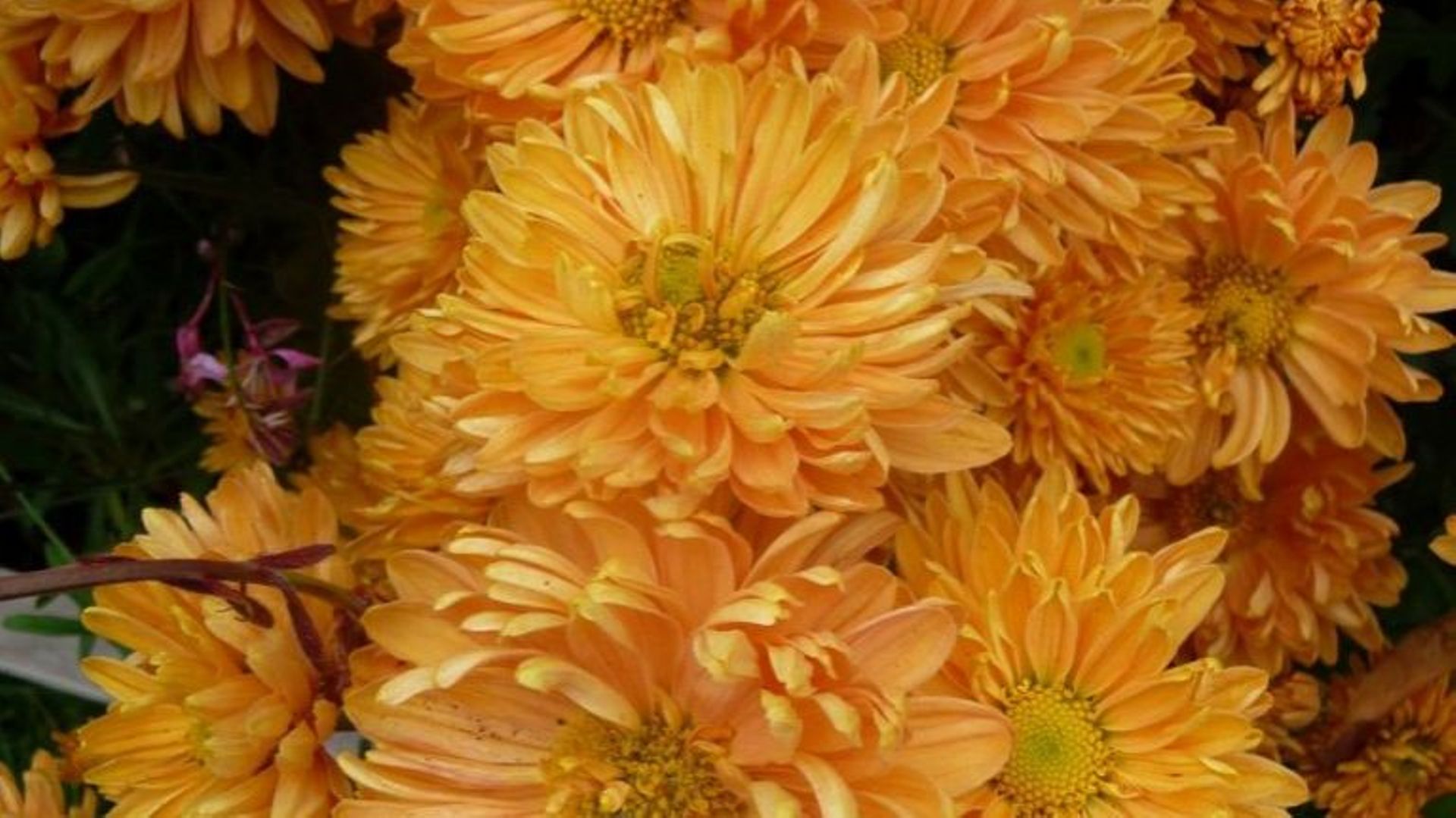Chrysanthemum 'Abricot Passion'