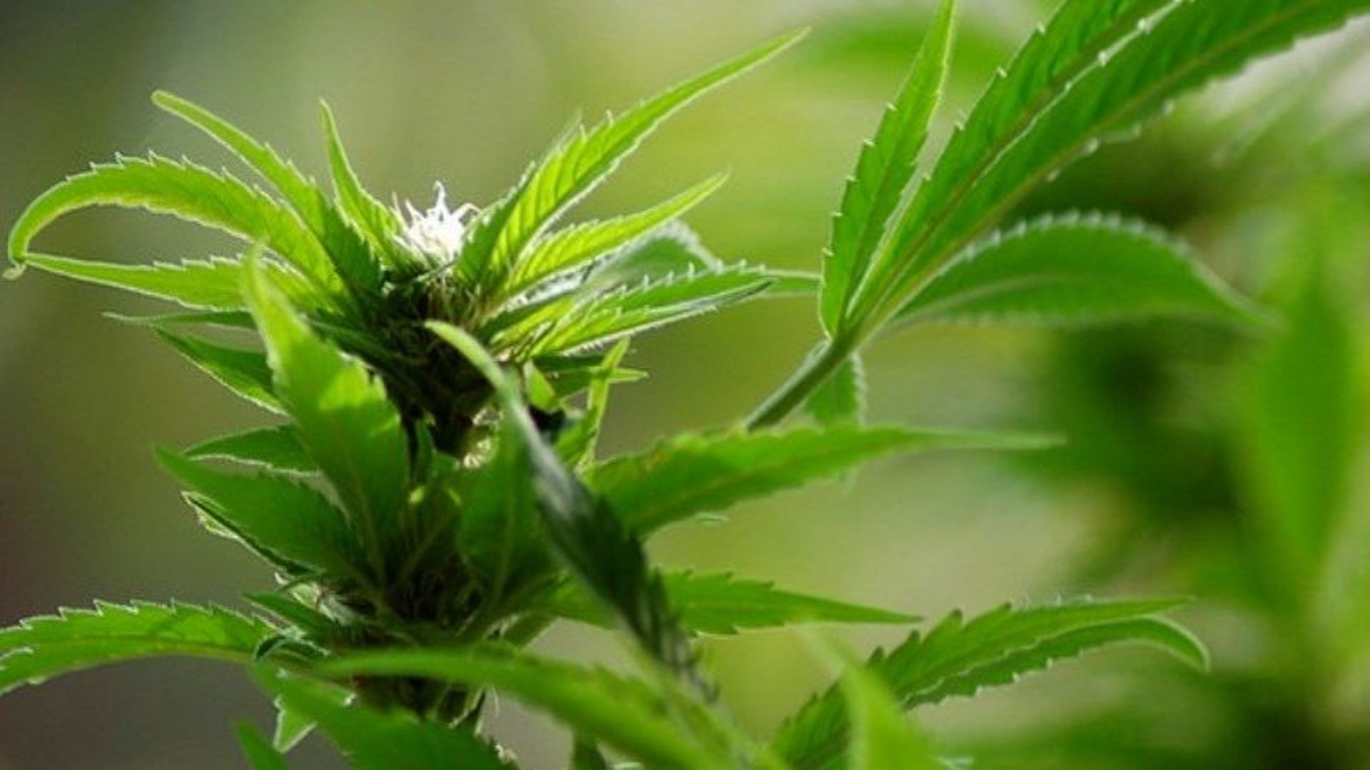En août dernier, 2864 plants de cannabis avaient été découverts dans un hangar de la rue Victor Lagneau à Sambreville. 