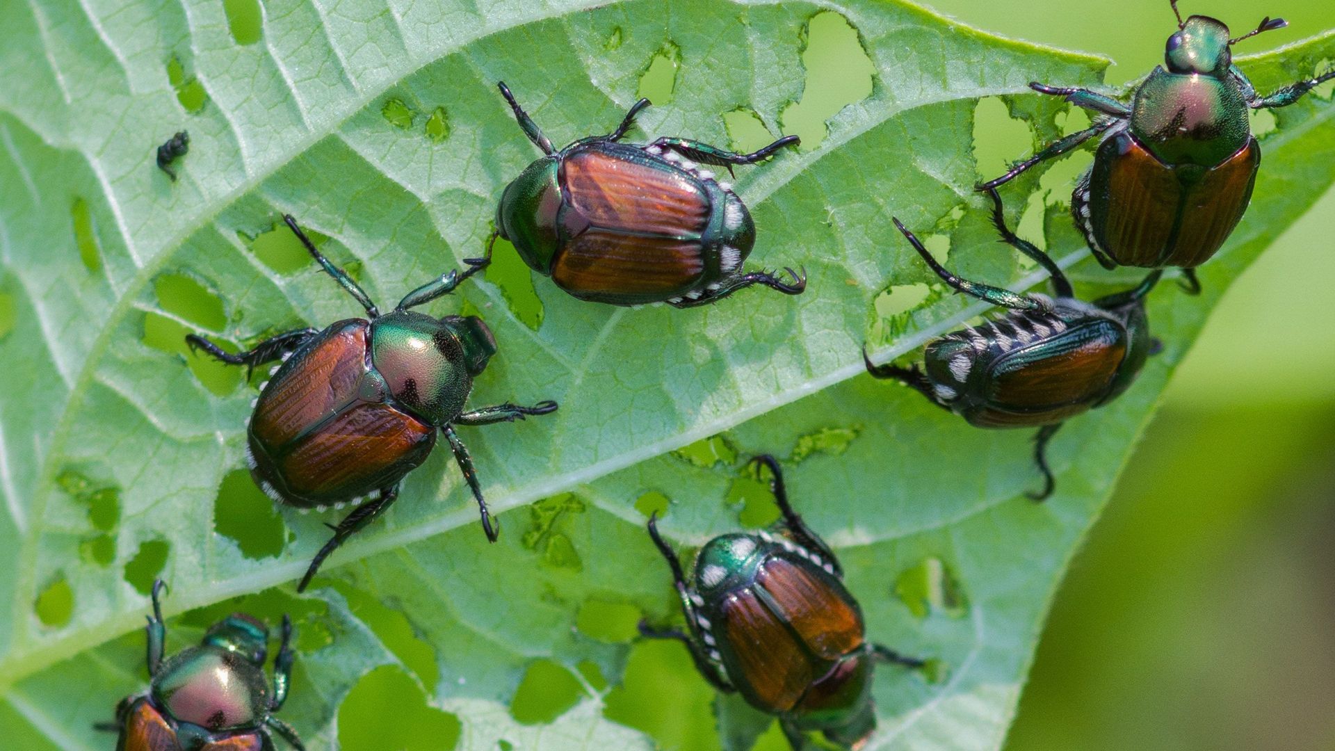 Le scarabée ou hanneton japonais (Popillia japonica) a été repéré en Italie en 2014 et en Suisse en 2017.