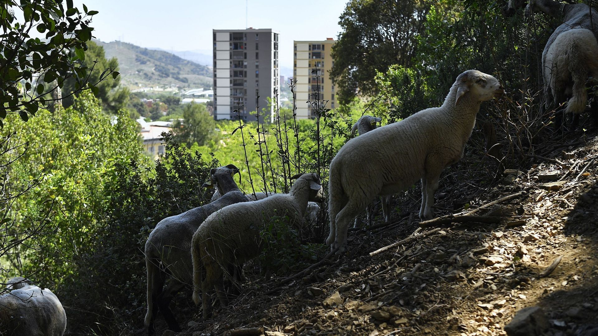 A Barcelone, des moutons et des chèvres contre les incendies.