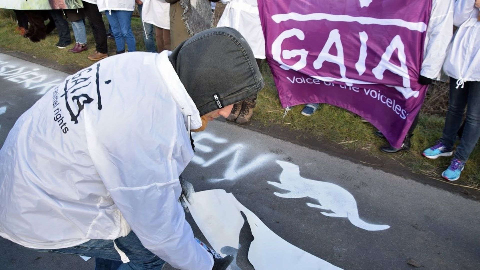 Manifestation d’organisations de protection des animaux dans un élevage de visons à Langemark (Flandre-occidentale), en janvier 2017.