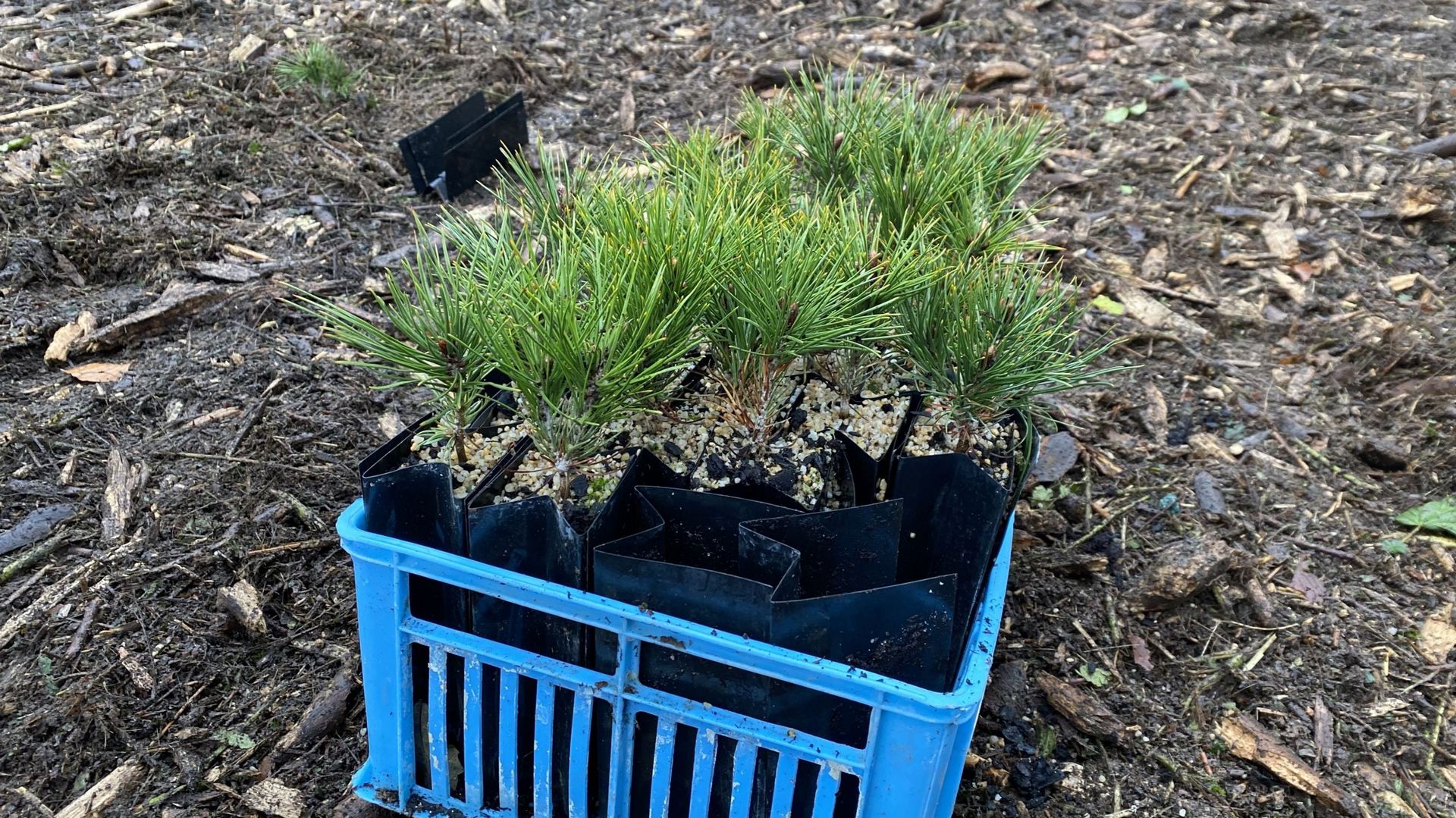 Ce mardi, deux espèces d’arbres résistantes au changement climatique ont été plantées à Durbuy.