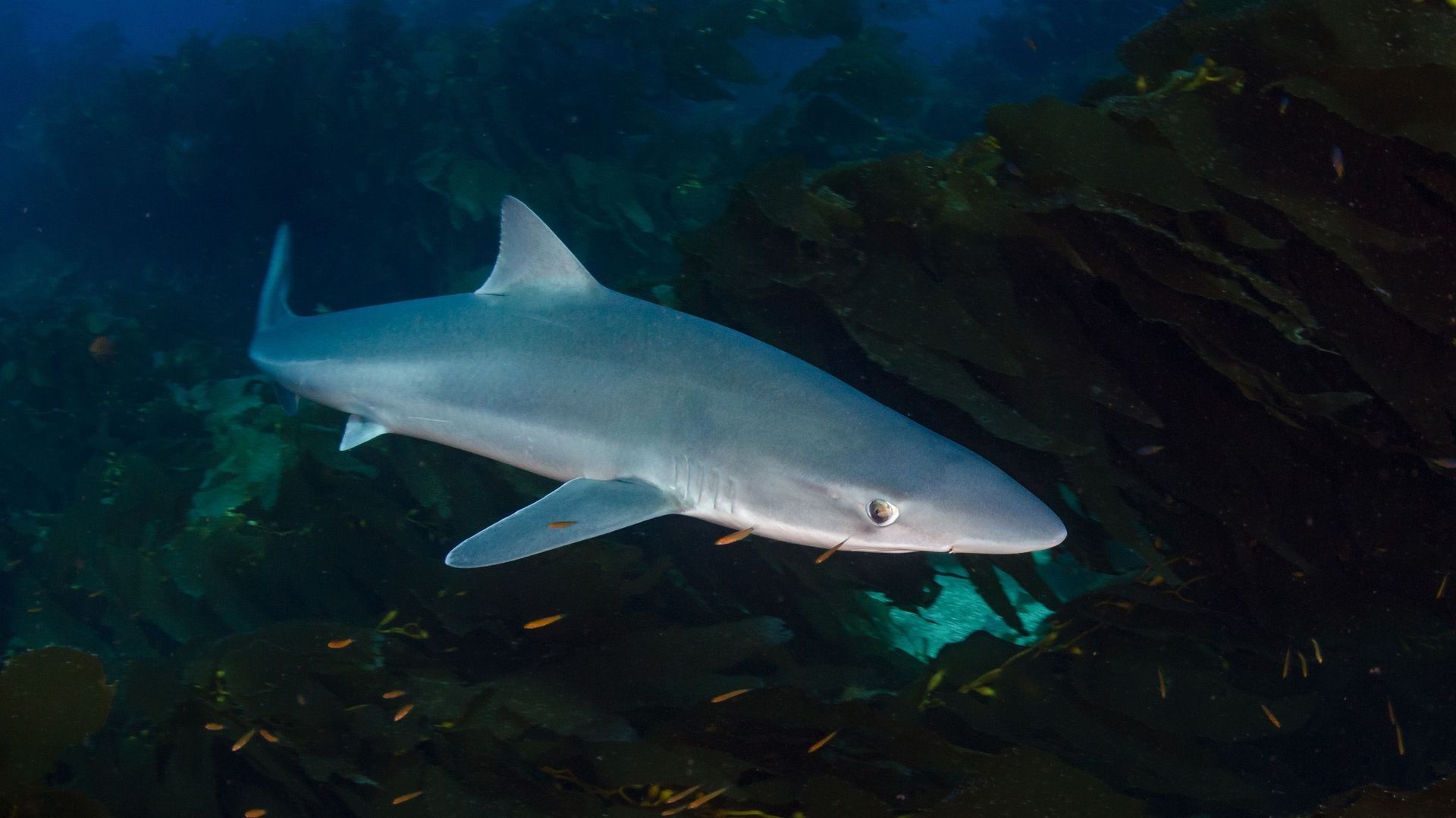 Requin Mer Aileron de requin aperçu en mer du Nord : 'pas si inhabituel que cela ...