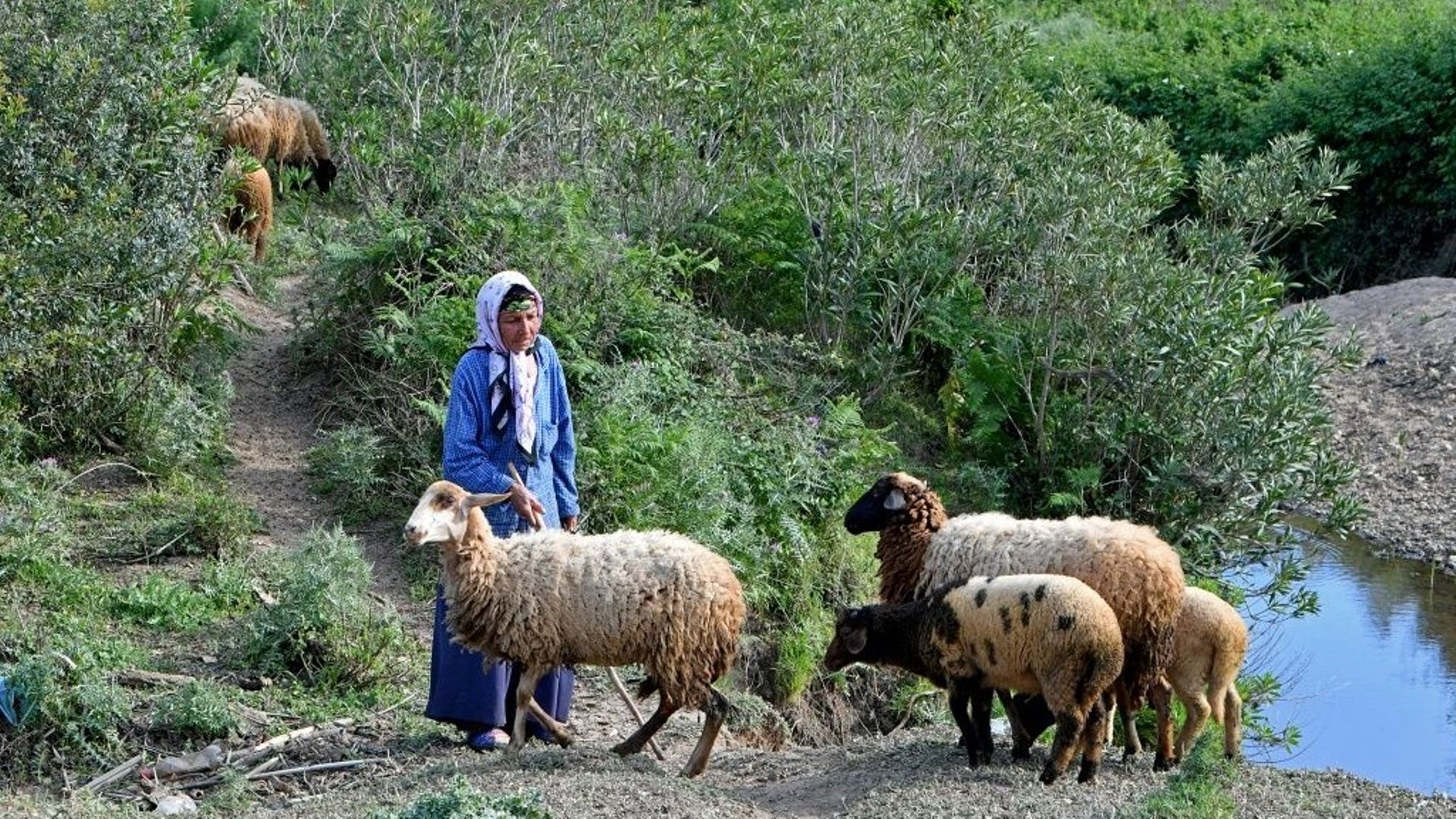 Une femme conduit des moutons à Cap Negro, dans le nord de la Tunisie.