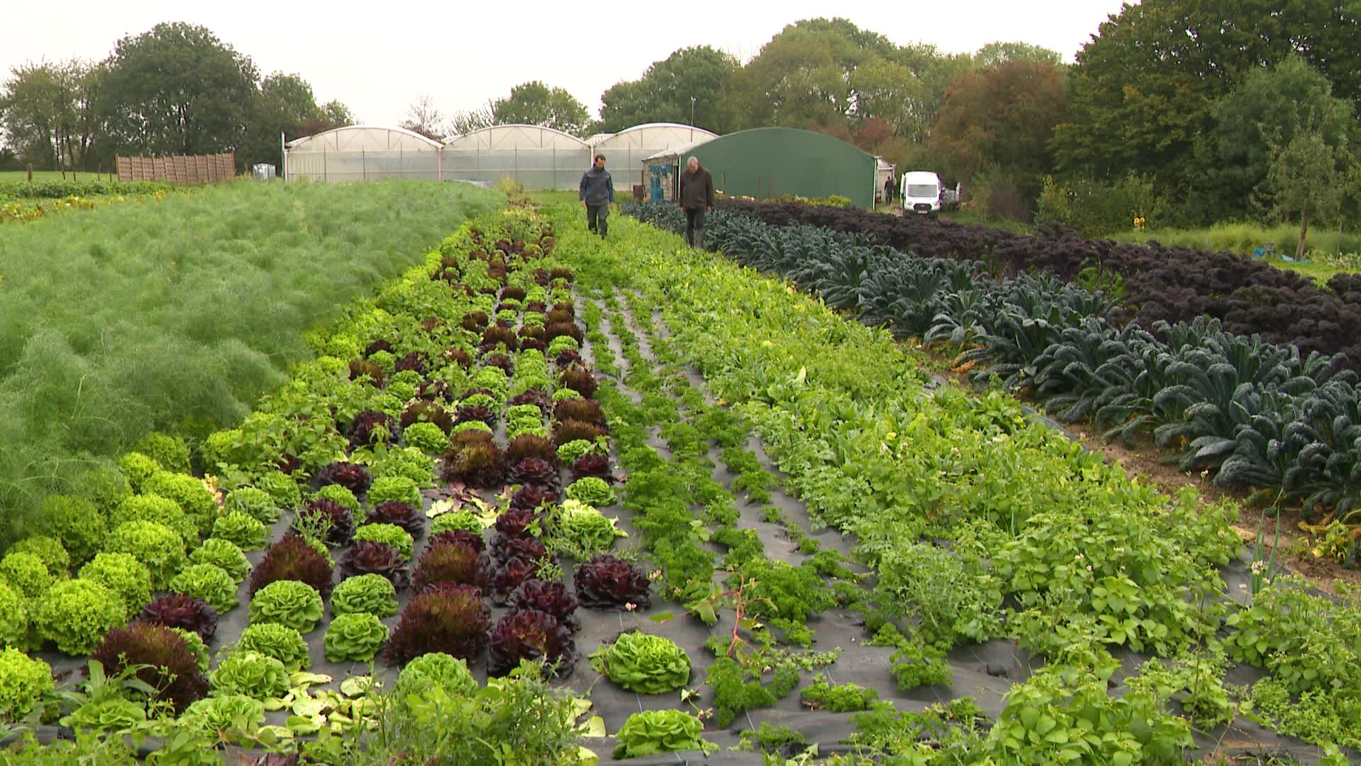 Les Jardins de Dounia : Des légumes bio du potager à l’assiette