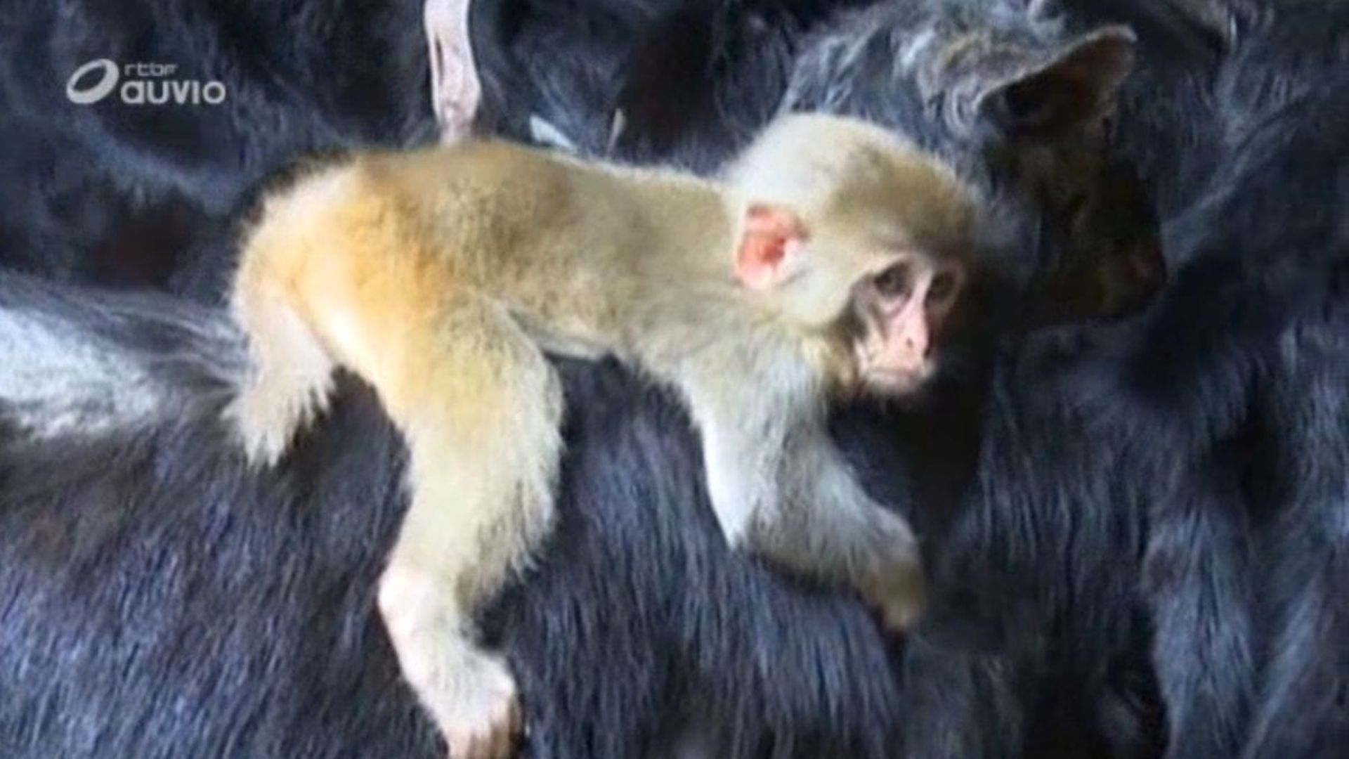 Chine ce petit singe a adopté une chèvre (video) RTBF Actus — free download