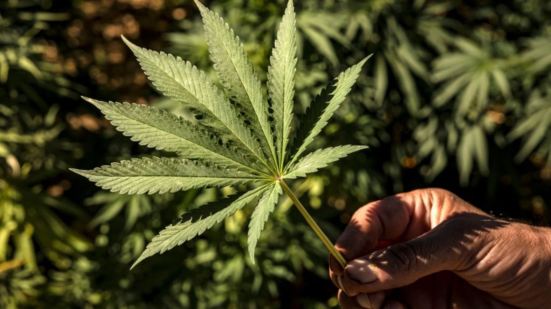 Des plants de cannabis au Maroc dans la région de Ketama, le 16 septembre 2022