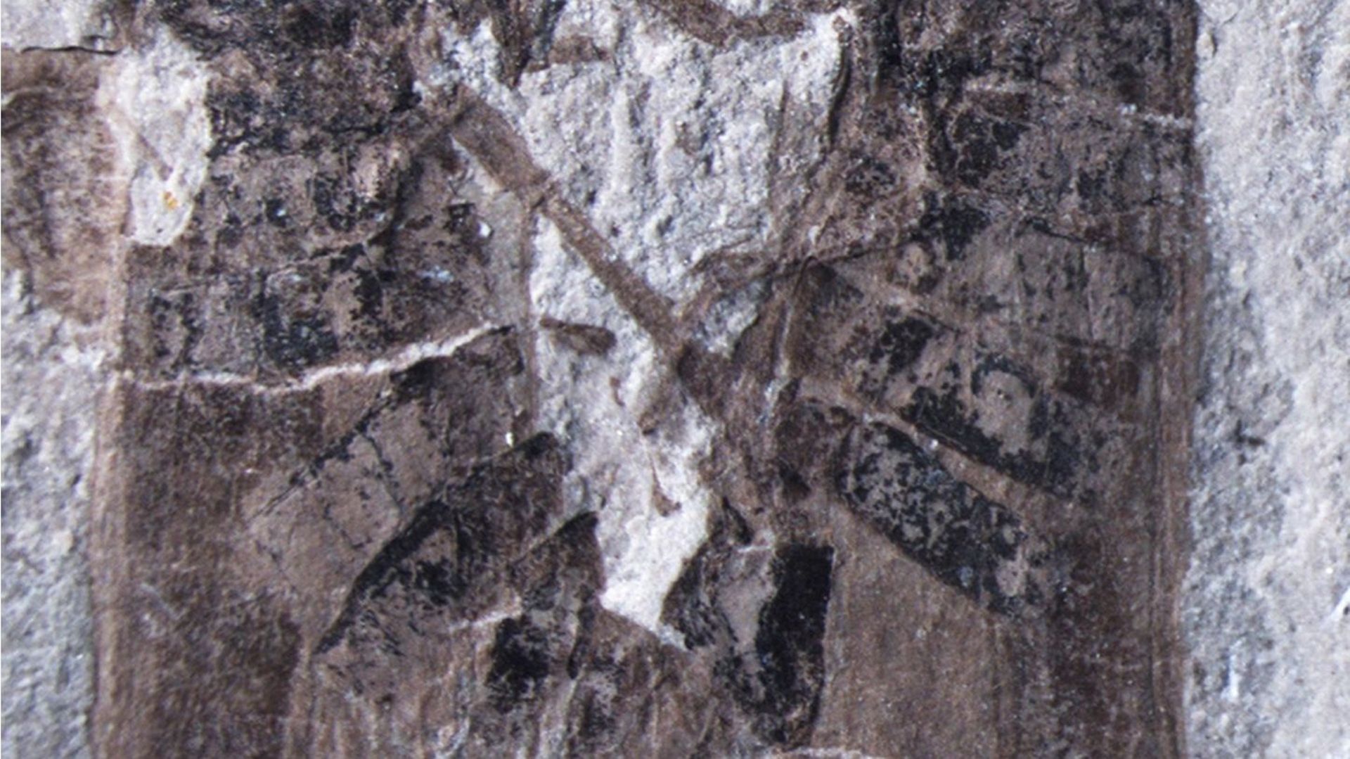 Le fossile de deux insectes en train de s'accoupler découvert en Chine