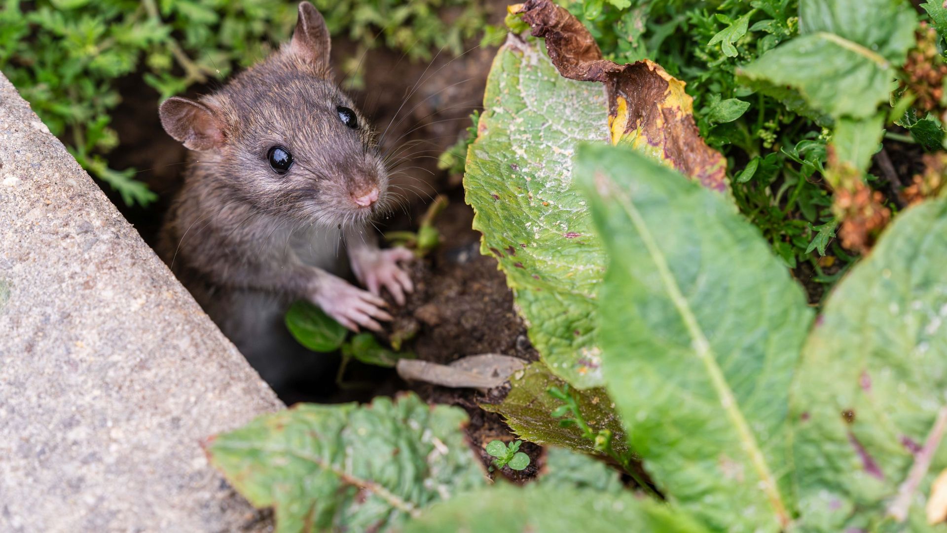 Le rat d'égout, rat des champs ou surmulot, un rongeur peu apprécié