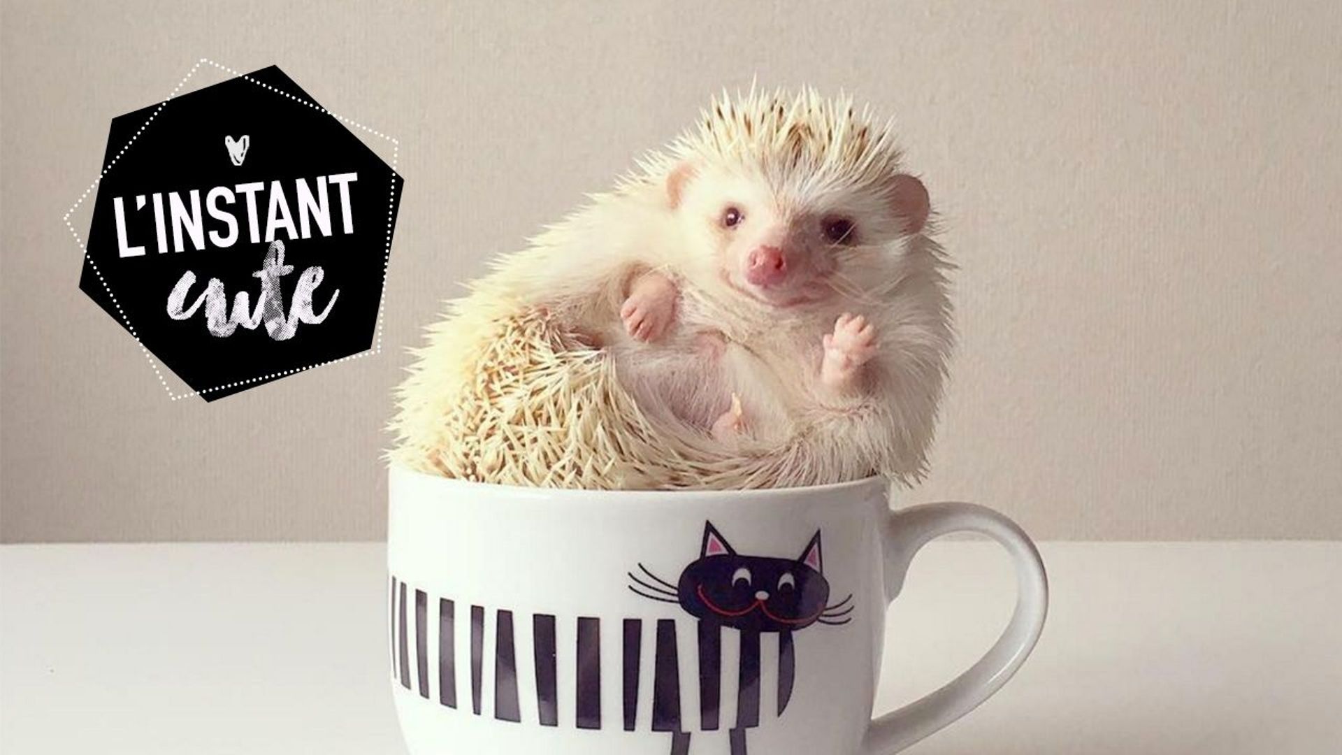 L'instant cute : DJ Kitty, un chat roi des platines 