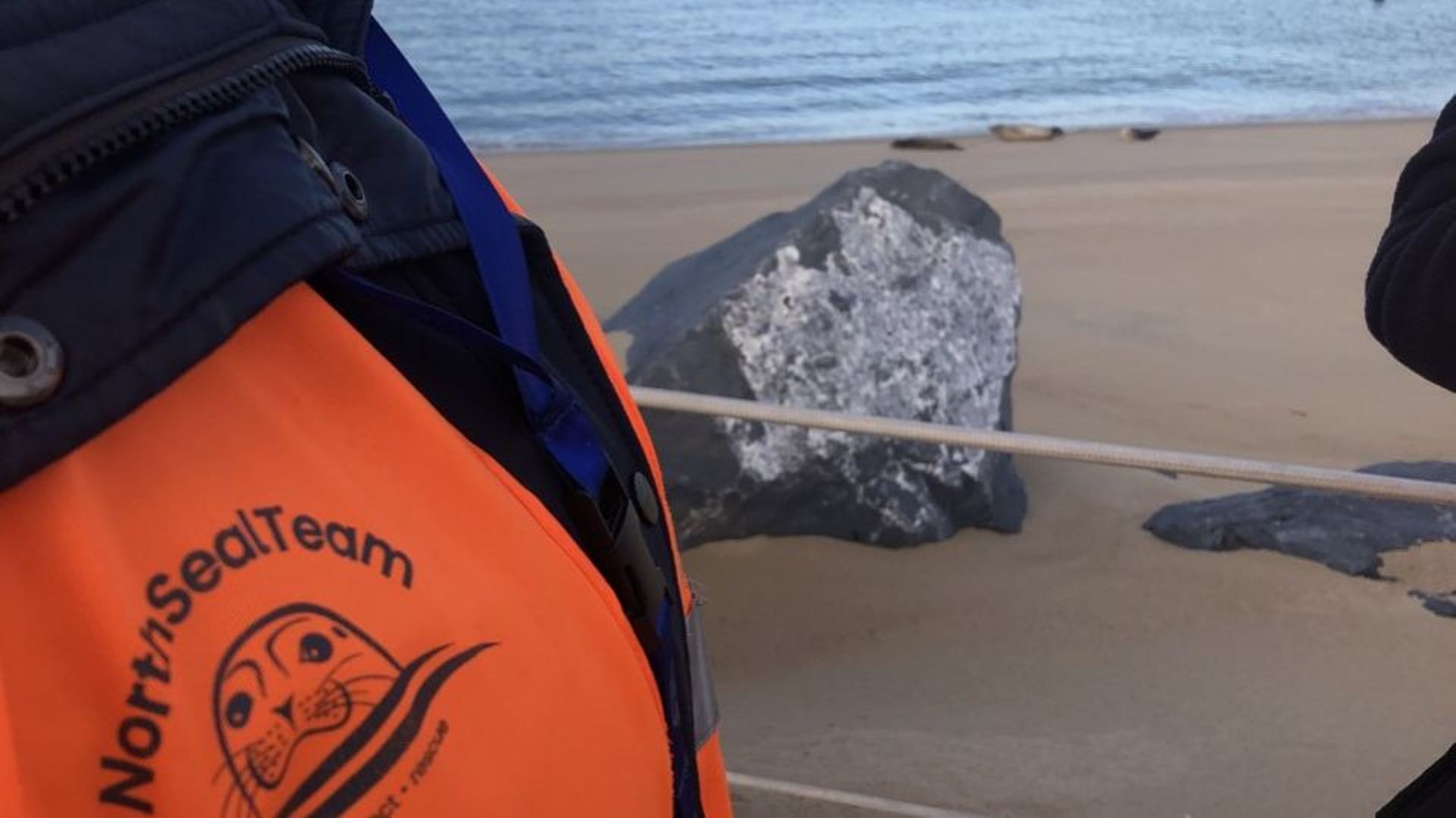 Depuis 3 ans, la NorthSealTeam sauve les phoques de la côte belge