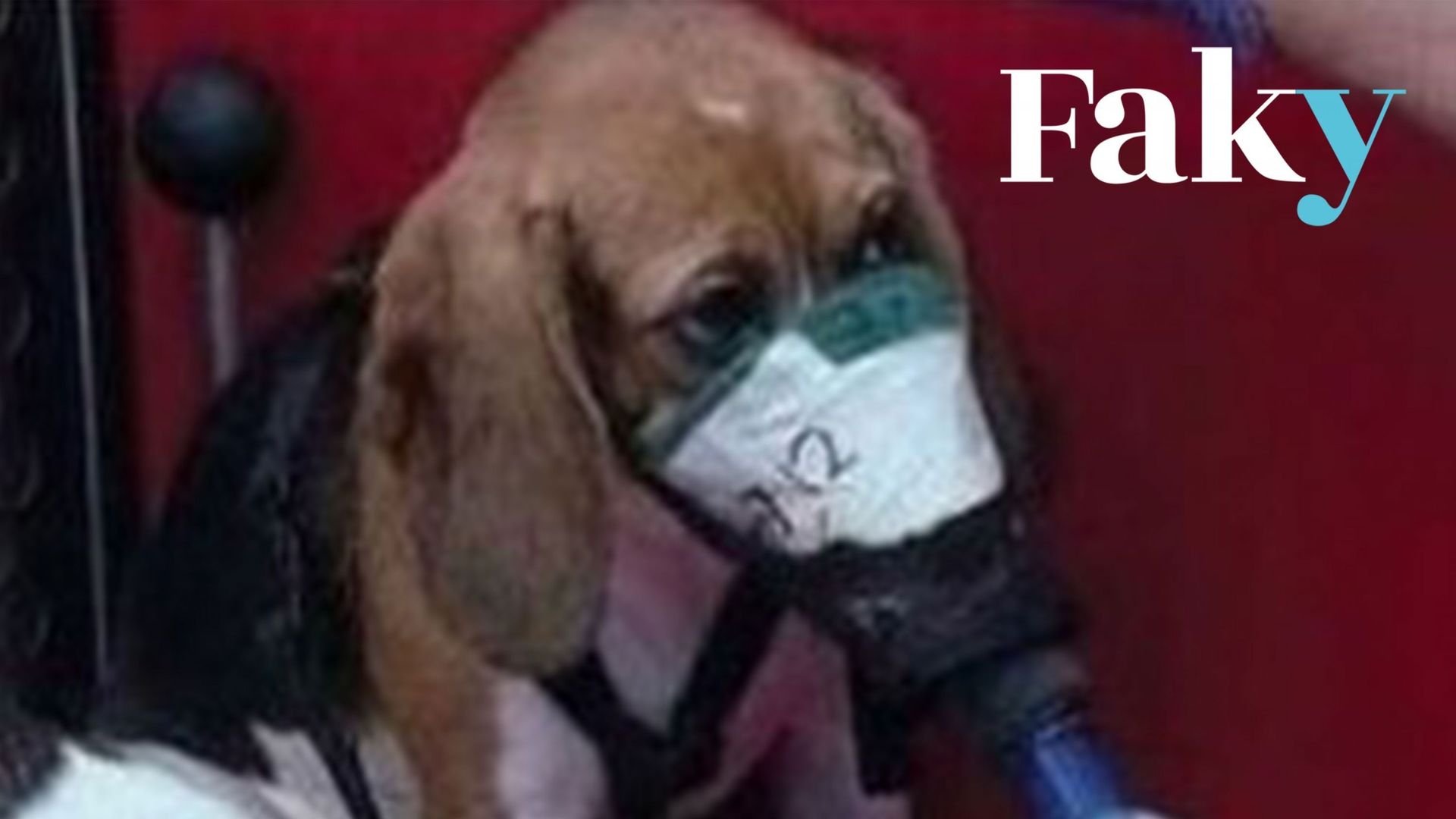 Un chiot beagle inhale des substances lors d’une étude.