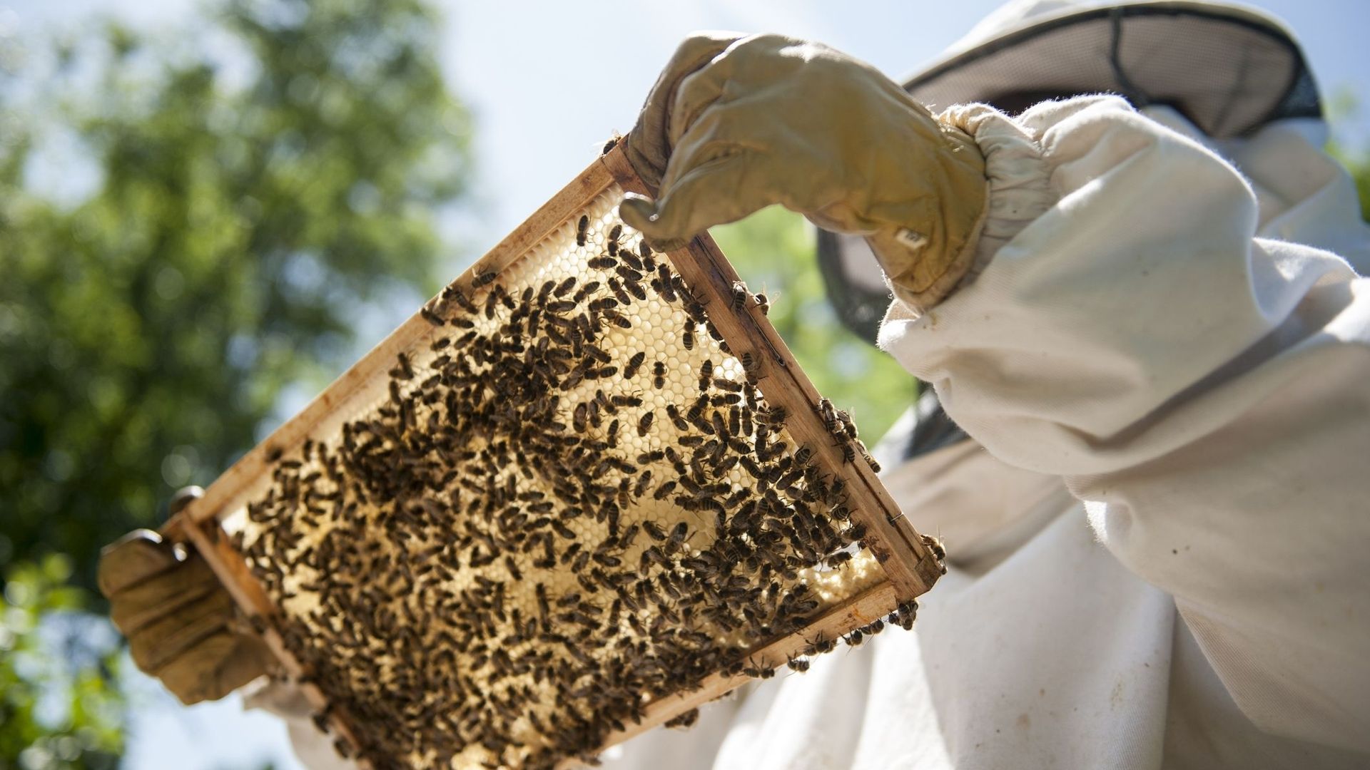 En 2022, abeilles et production de miel ont souffert du changement climatique.
