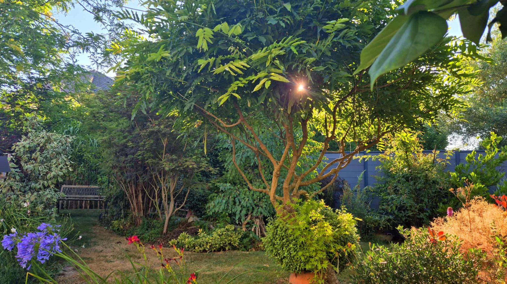 Plantation serrée au jardin : conseils, avantages et limites