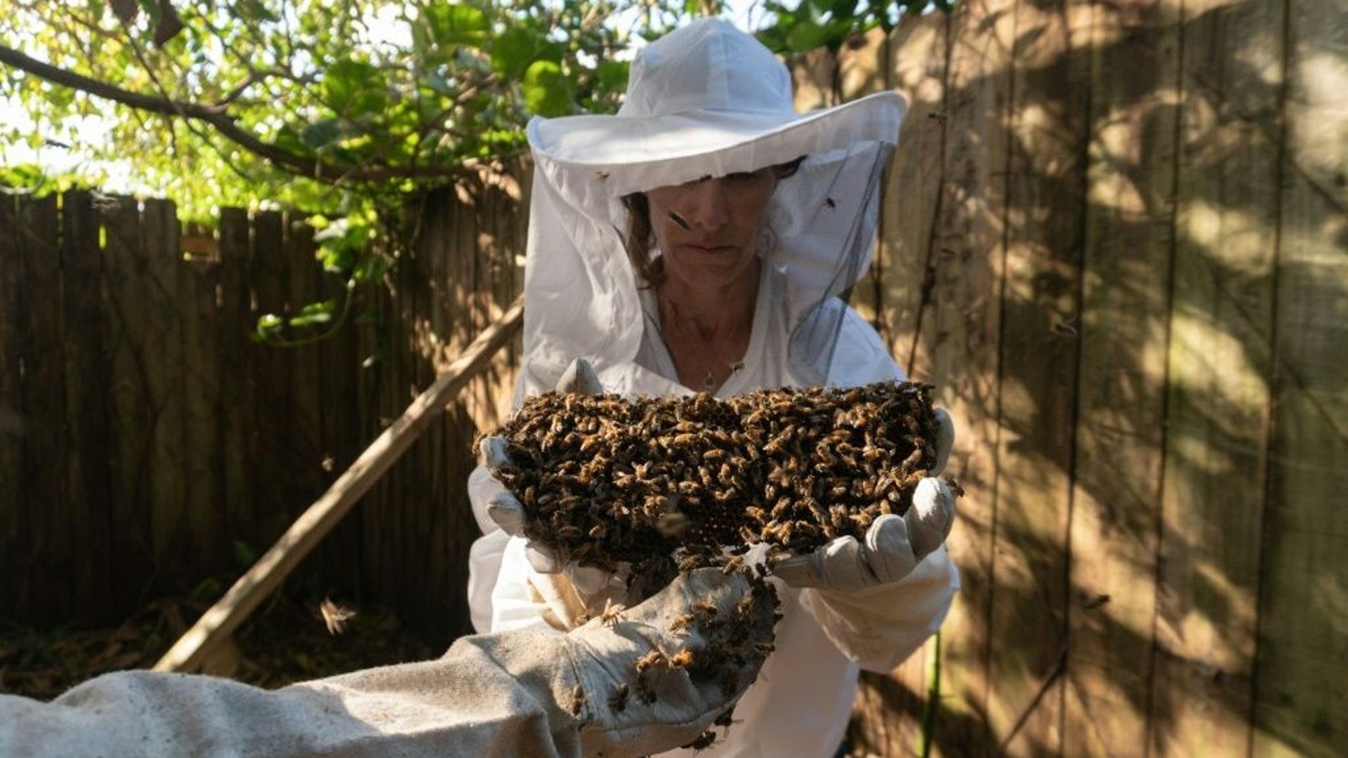 Des apiculteurs qui déplacent des nids d'abeilles, à Coral Gables (Floride), le 30 janvier 2023