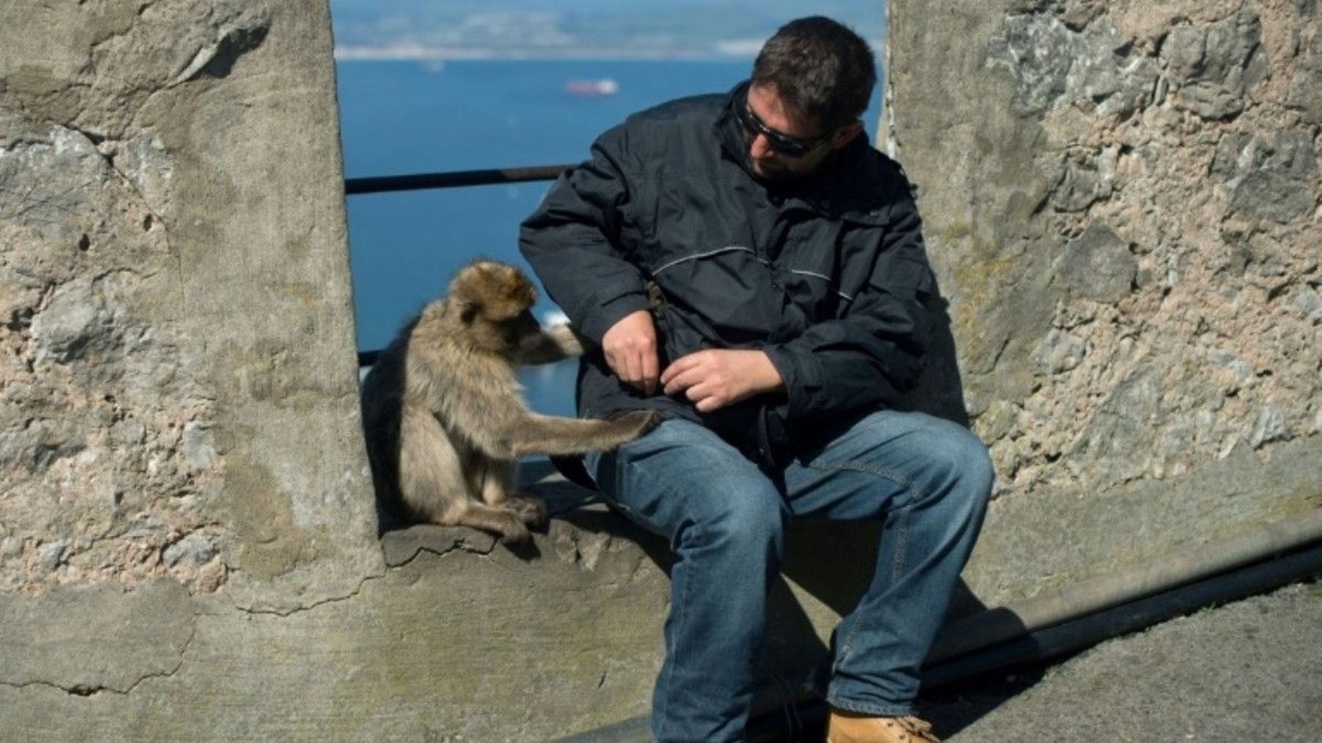 A Gibraltar, il sera interdit de toucher les macaques.