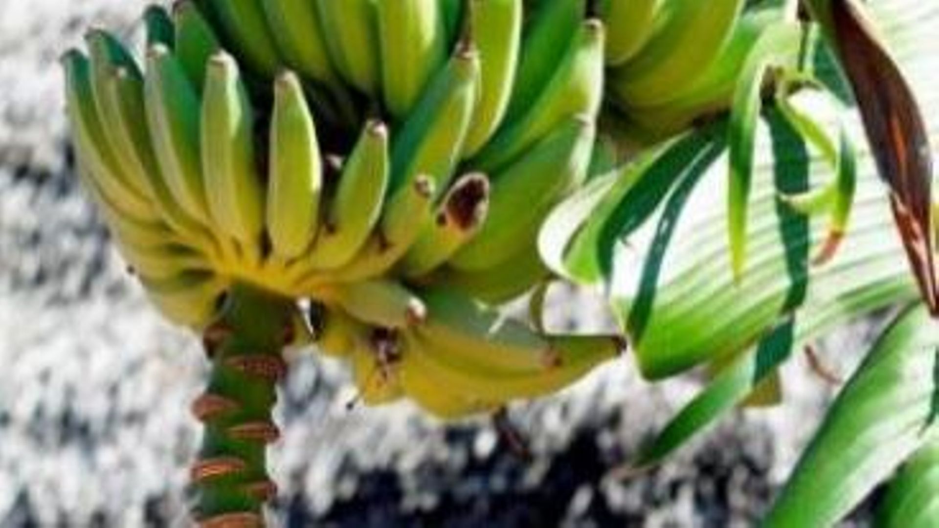 Une banane OGM, dopée à la vitamine A, à l'essai aux Etats-Unis