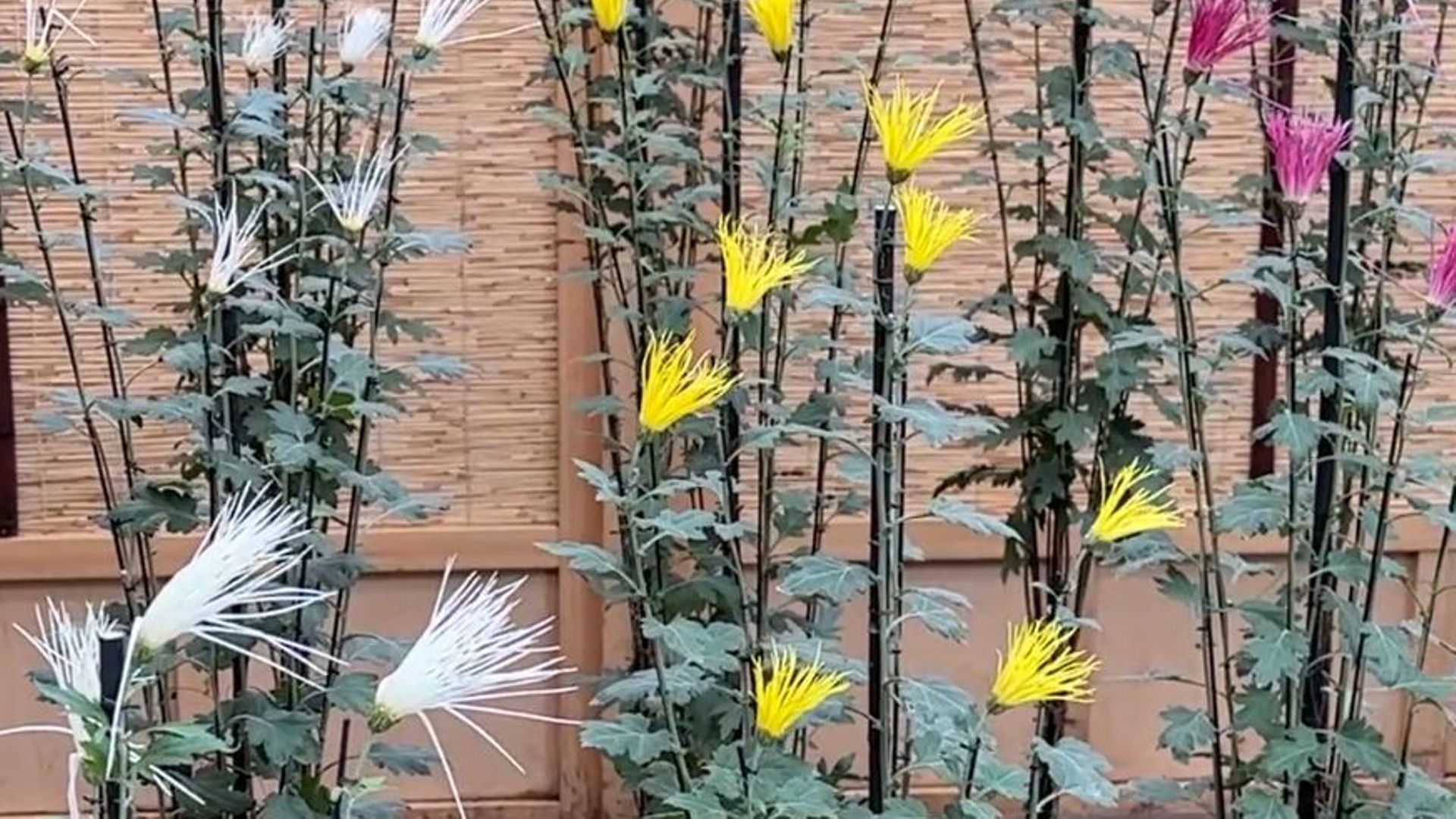Chrysanthèmes