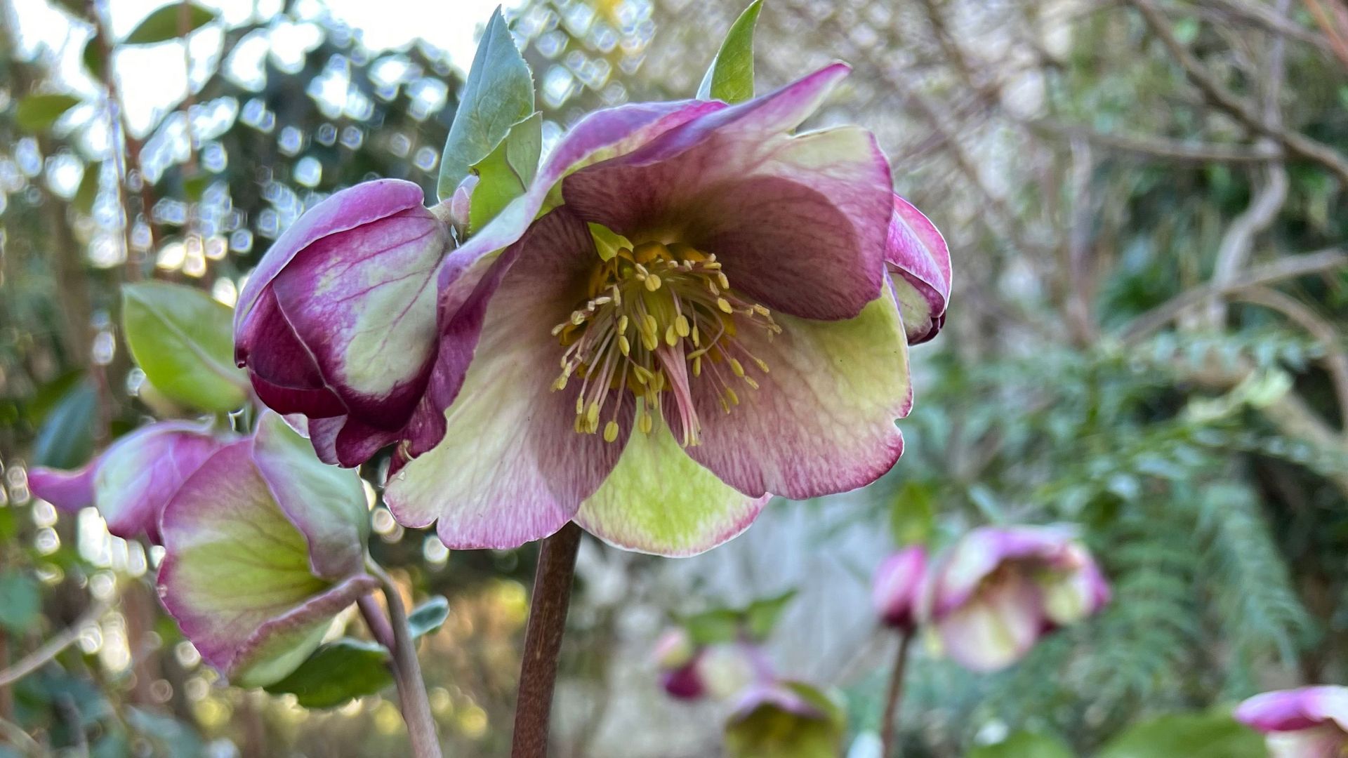 Helleborus 'Dana Dulcet'