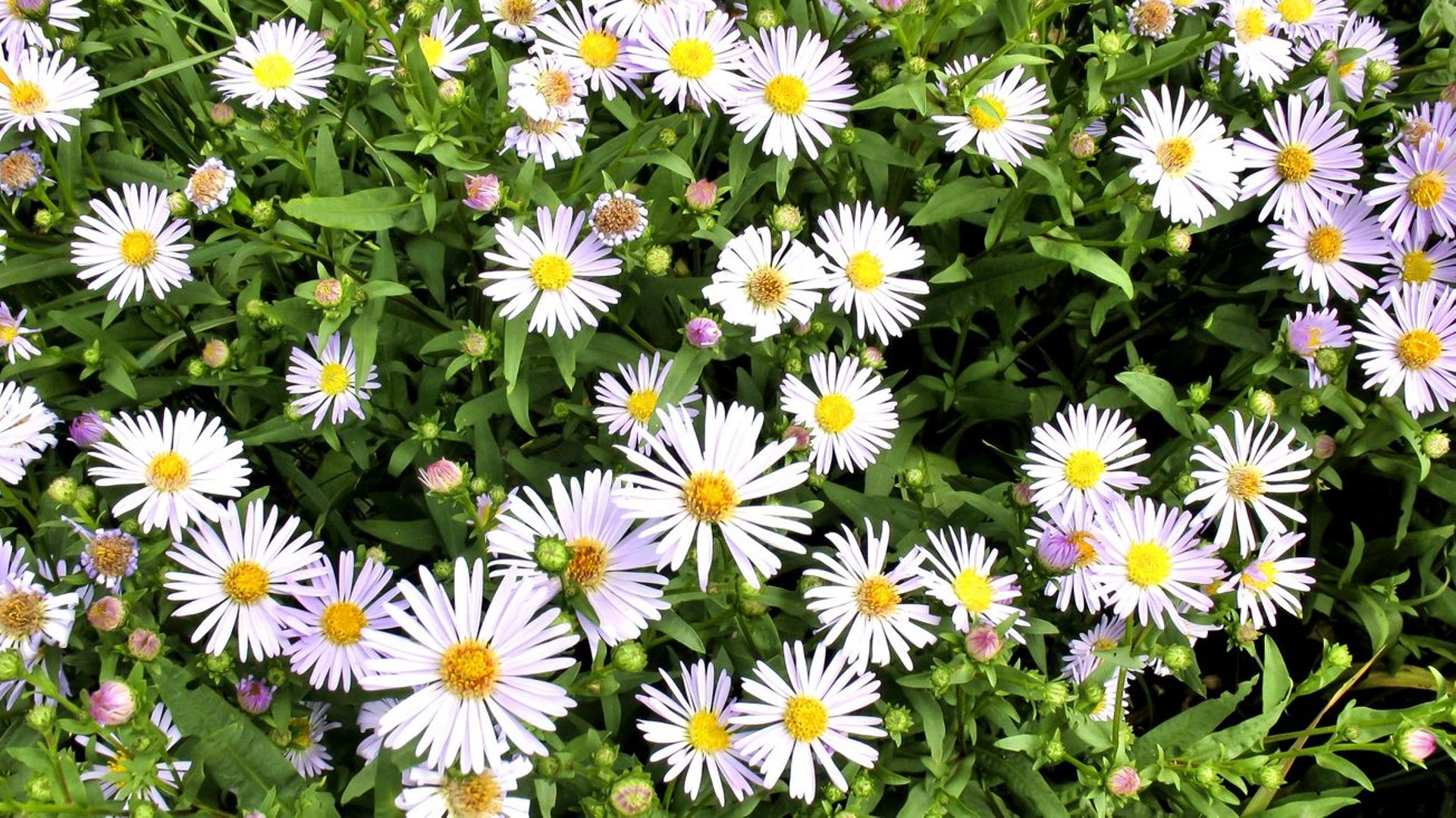Les fleurs d'Erigeron karvinskianus ont des couleurs nuancées de blanc à rose et s’épanouissent de mai jusqu’aux gelées.