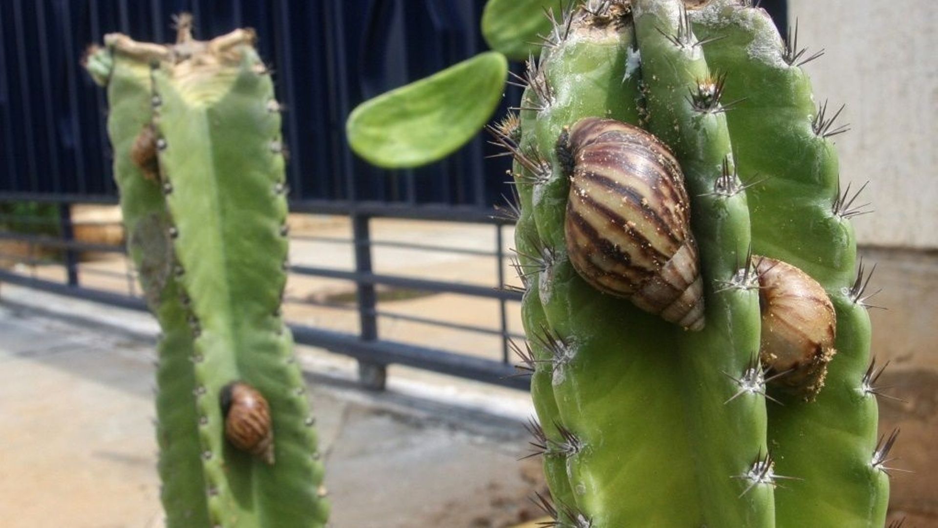 Des escargots africains géants sur des cactus dans un jardin de Maracaibo, le 11 novembre 2022 au Venezuela.
