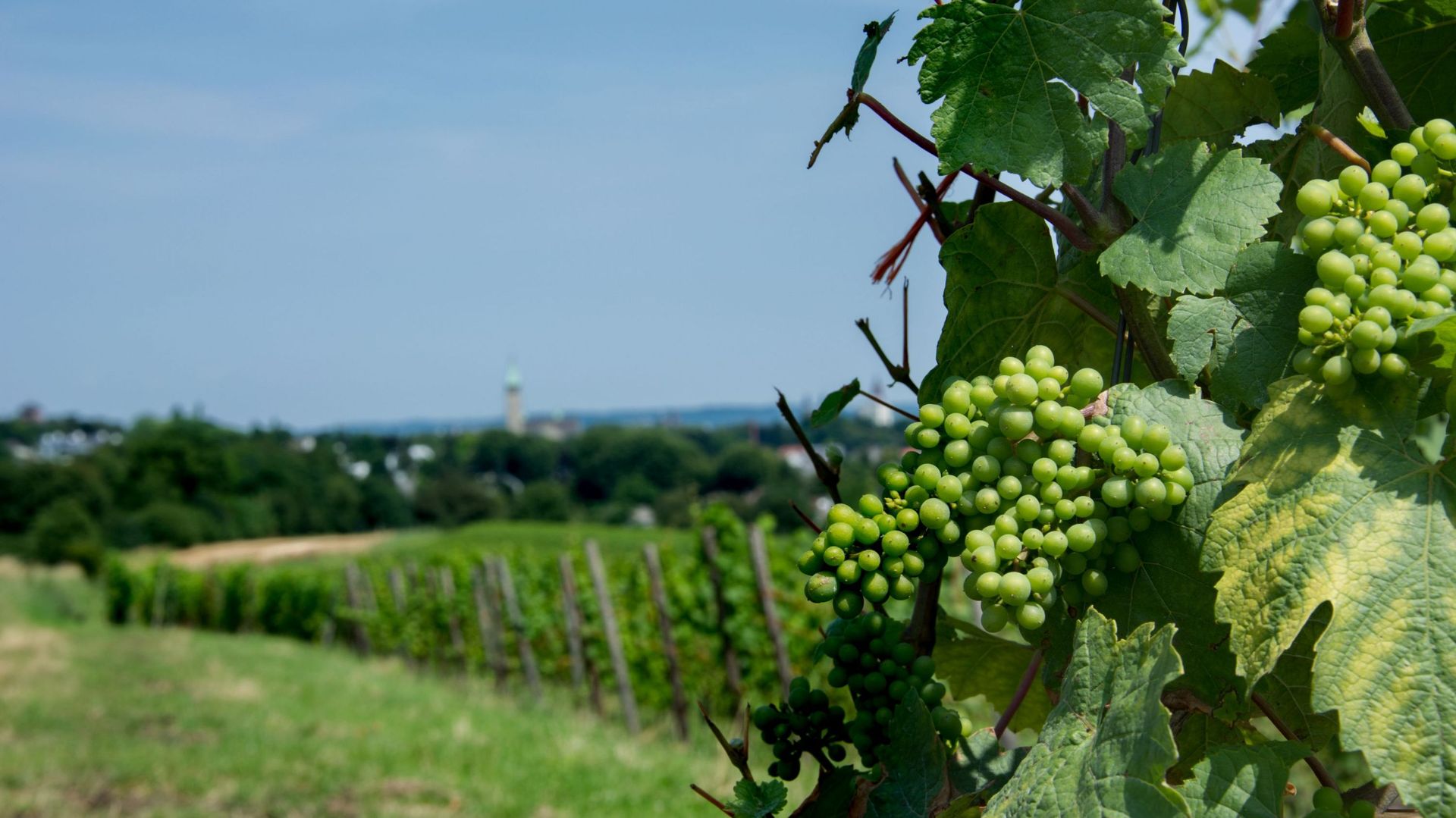 La Belgique compte environ 230 vignobles, dont 150 en Wallonie.