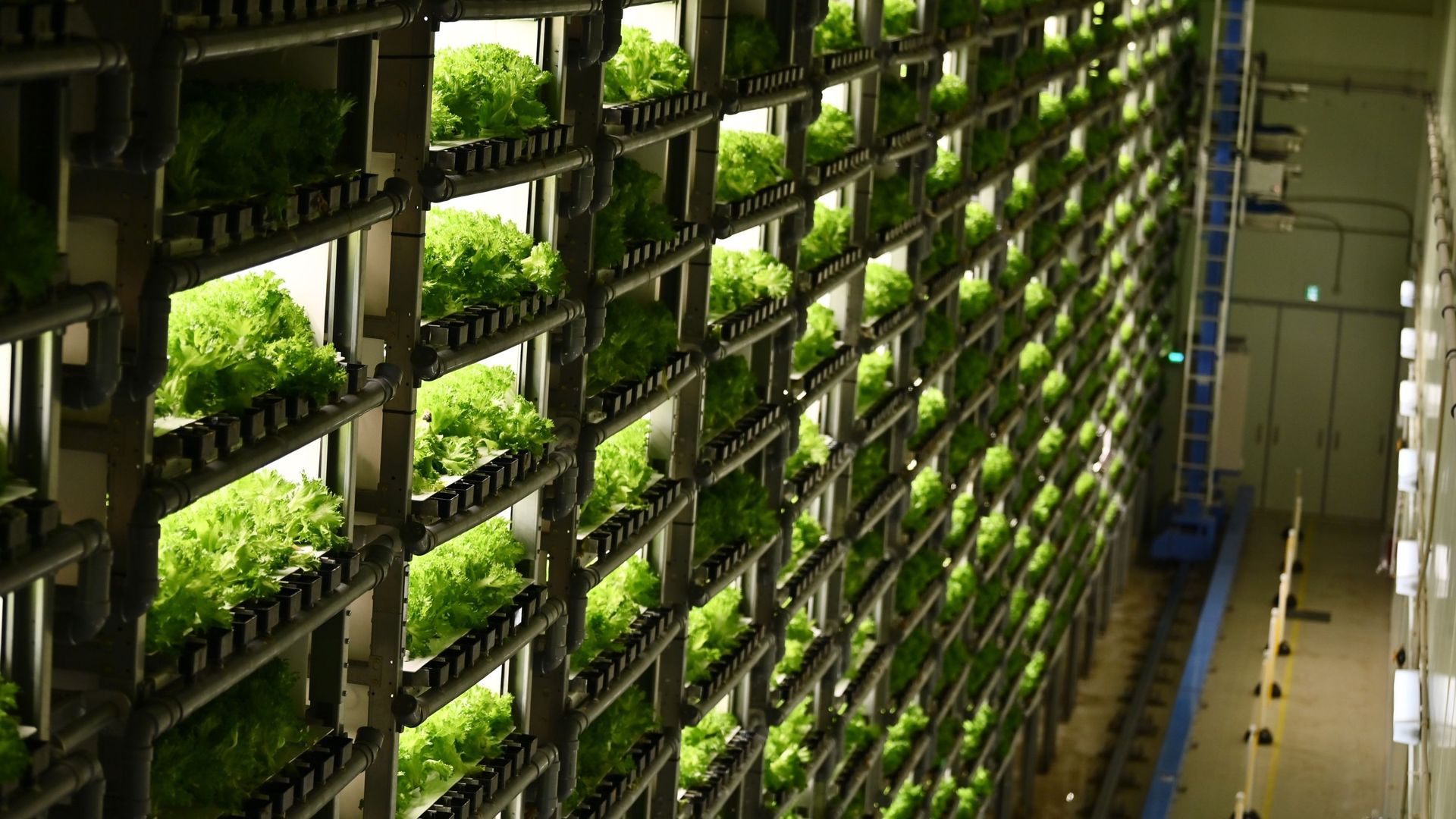 Avec le Danemark, le Japon est depuis des décennies un pionnier du laborieux développement des "usines à légumes en lumières artificielles".