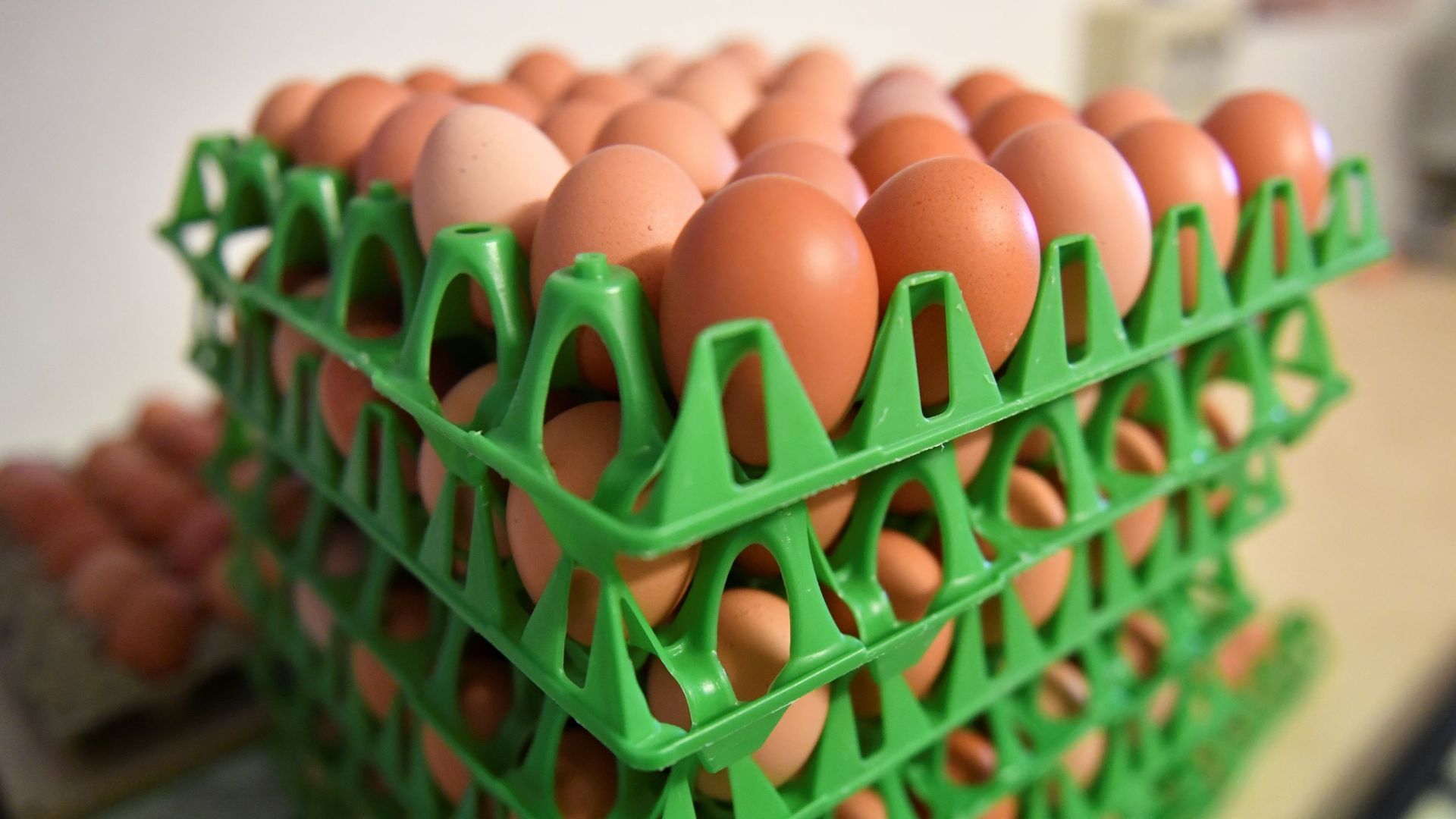 Oeufs contaminés au fipronil: deux ministres néerlandais interrogés au parlement