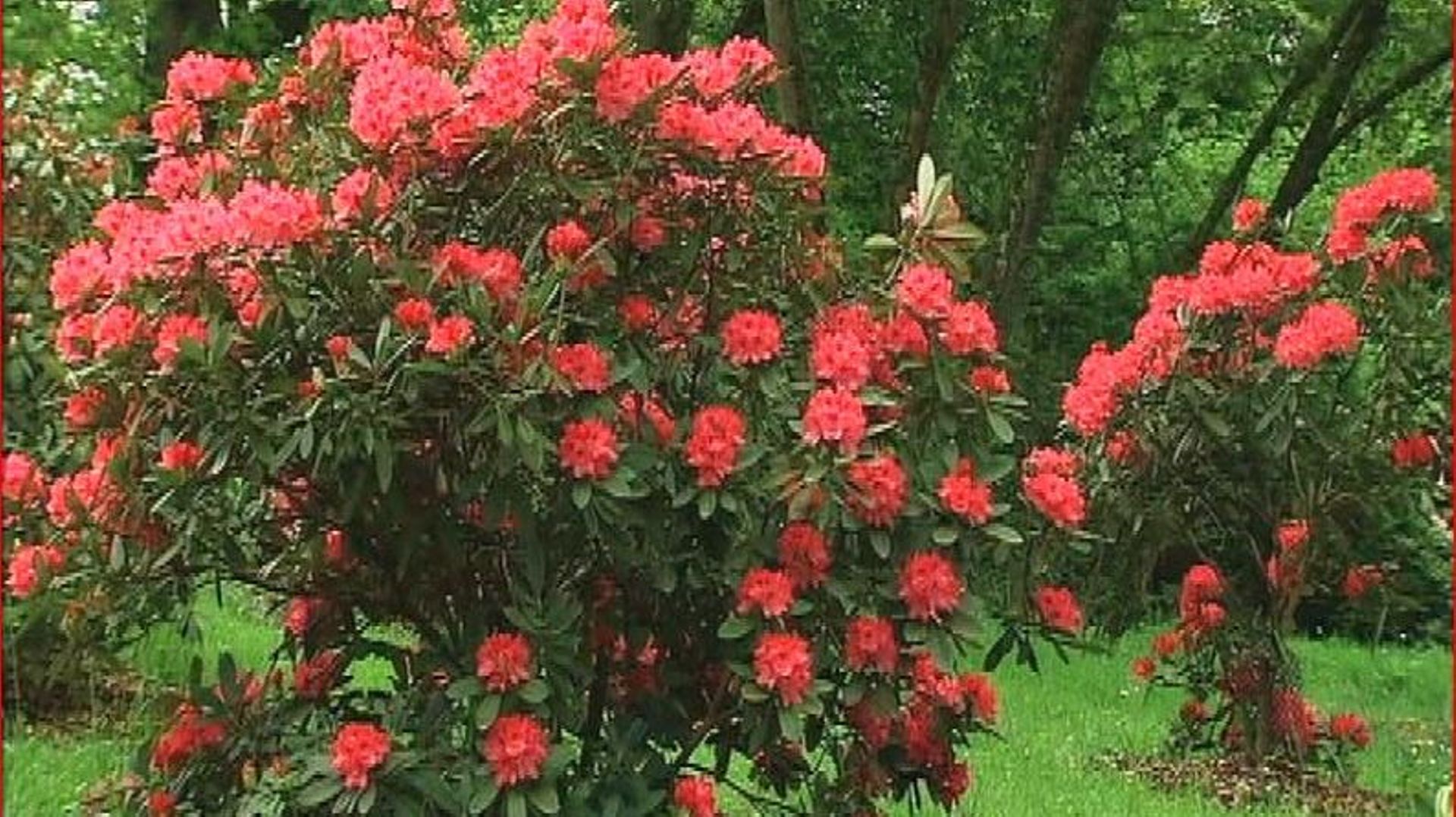 L'arboretum Robert Lenoir à Rendeux RTBF Actus