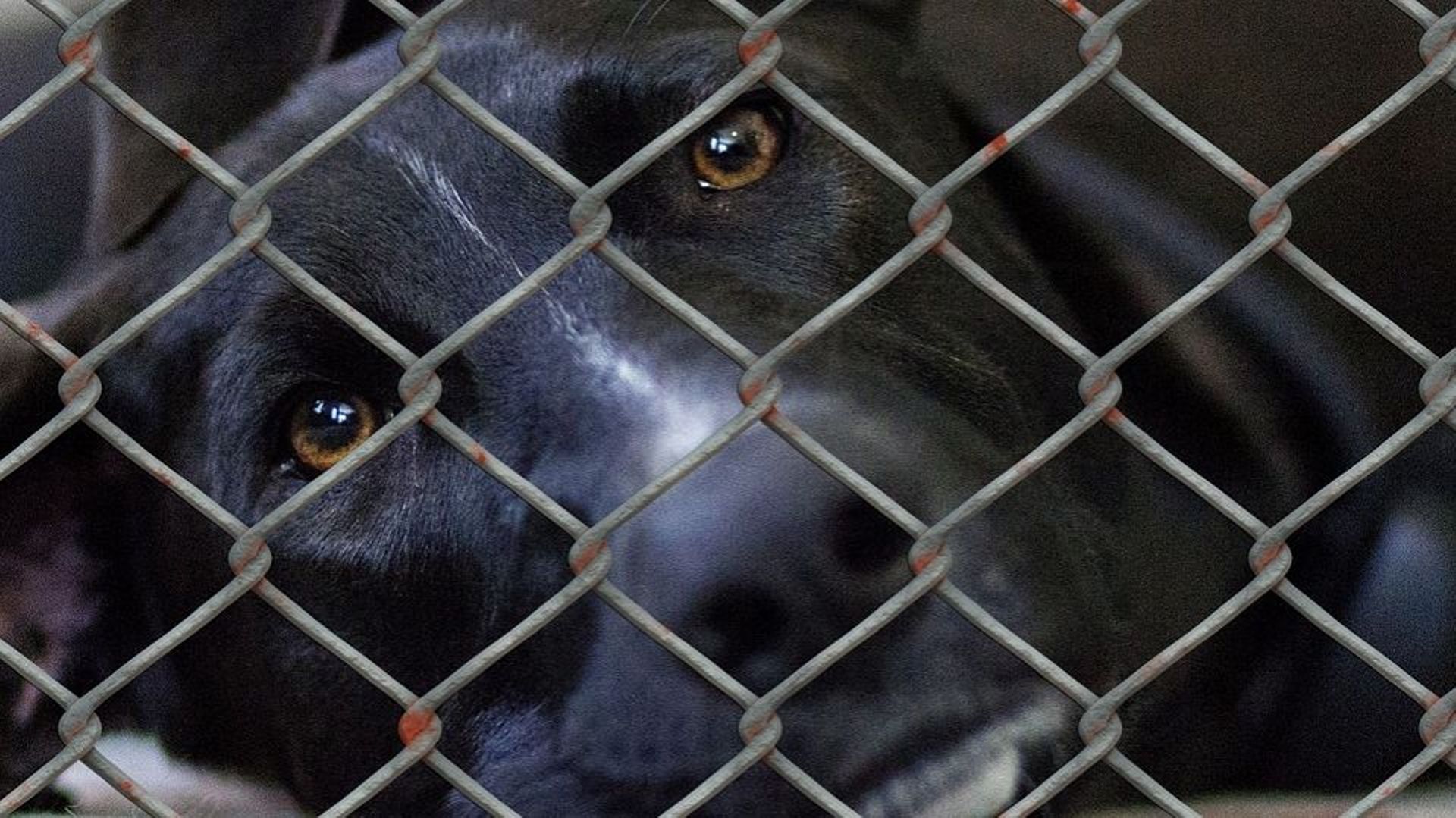 Remicourt: 151 chiens saisis par l'unité du bien-être animal
