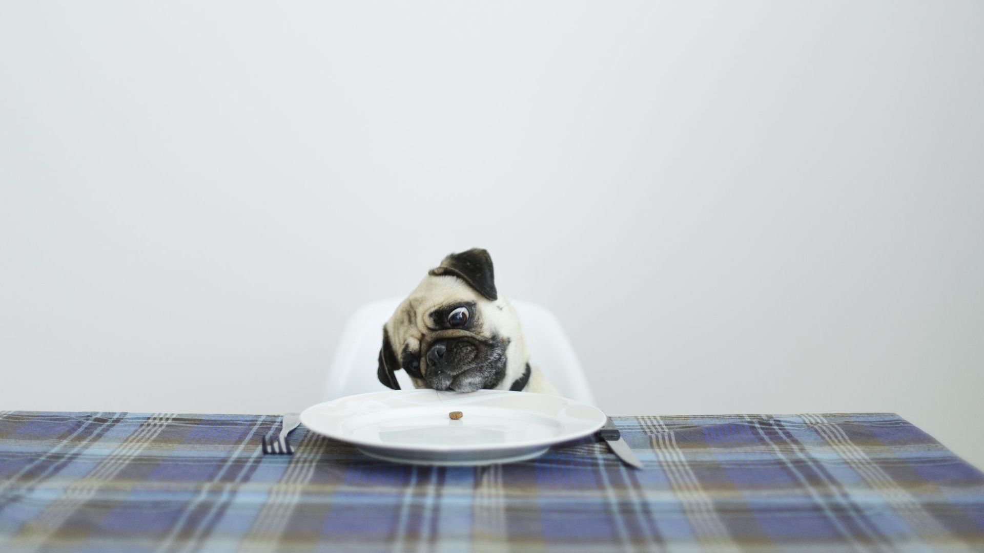 Pug dog sitting at a dinning table