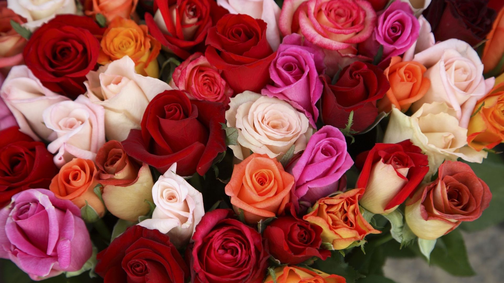 Des roses en hiver : aux racines d’un modèle industriel
