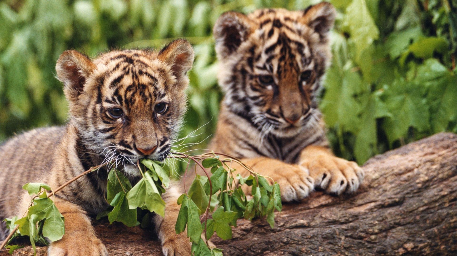 "Deux frères": Comment se passe un tournage avec des bébés tigres ?