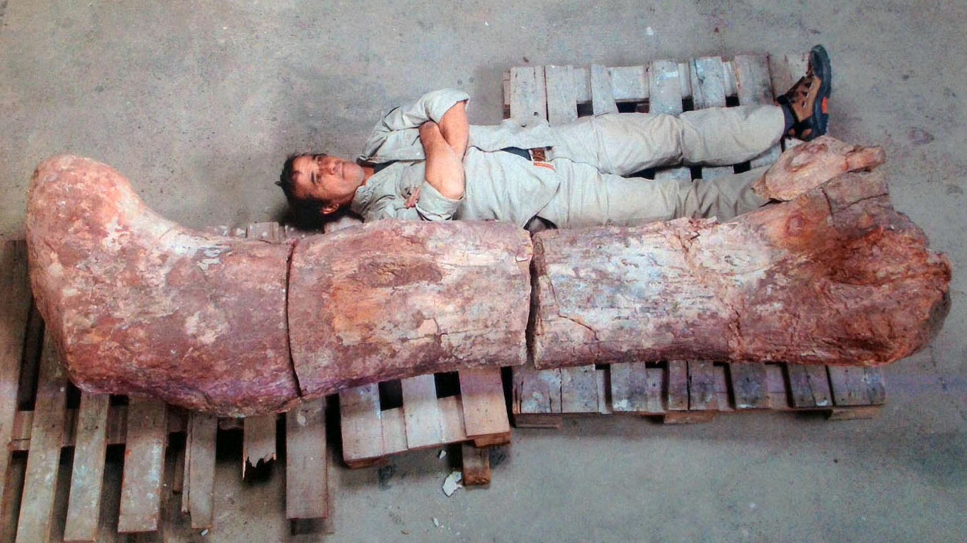 Les sauropodes mesuraient jusqu'à 40 mètres de long et pesaient 70 tonnes