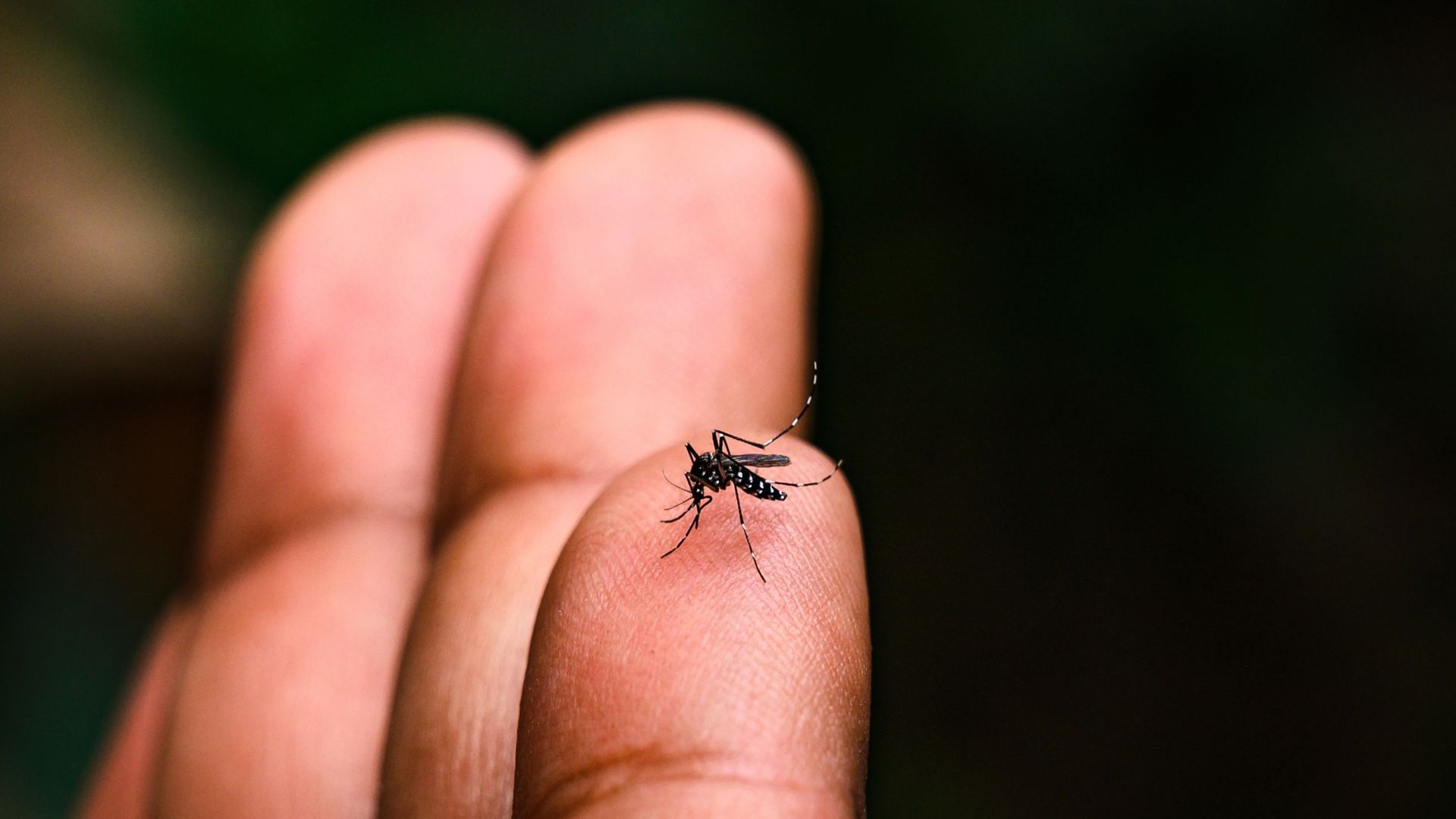 Des moustiques super résistants aux insecticides identifiés en