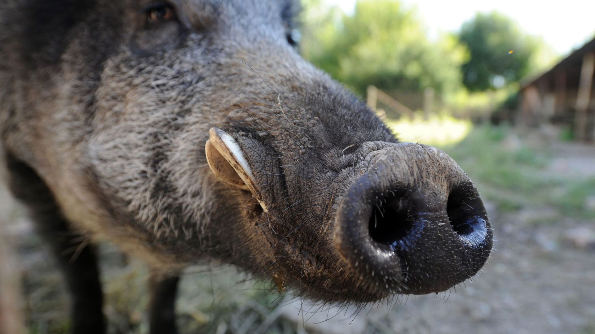 L'épidémie pourrait avoir de lourdes conséquences pour la chasse au sanglier et les élevages porcins.