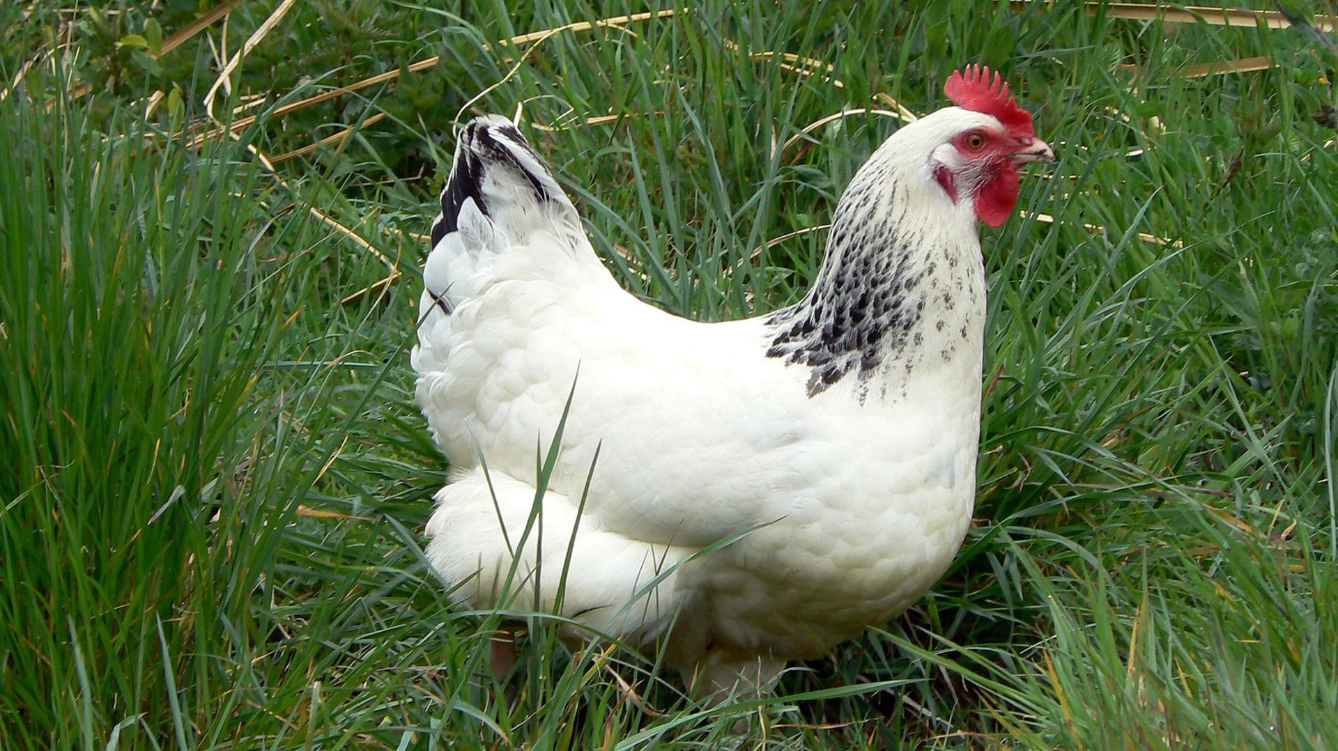 Séquence "insolite" : La commune d'Ittre va distribuer des poules !