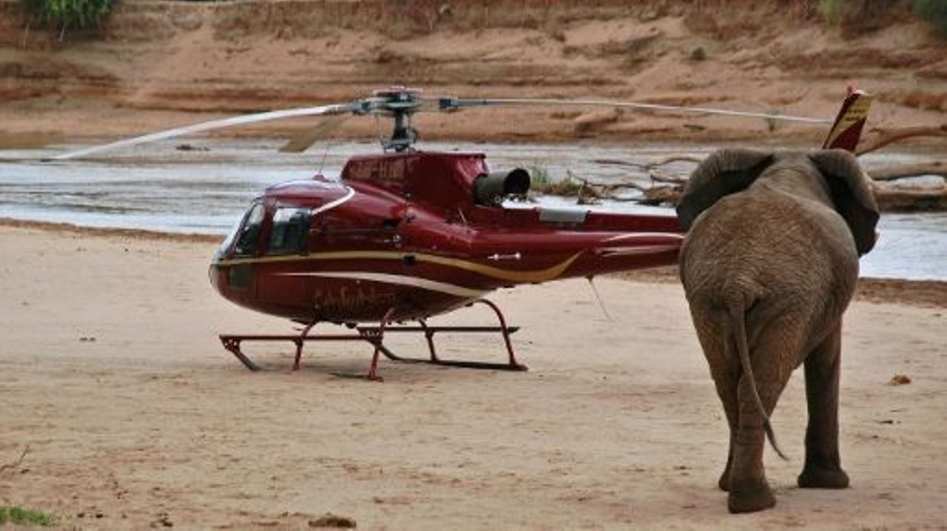 Face aux braconniers, la technologie au secours des éléphants d'Afrique 