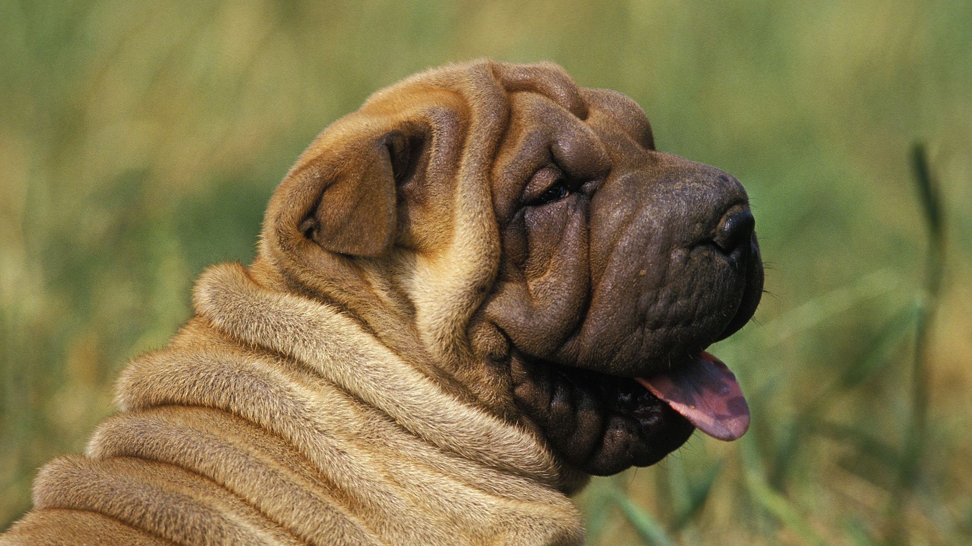 Voisinage quelles sont les races de chien qui aboient le moins ? rtbf.be