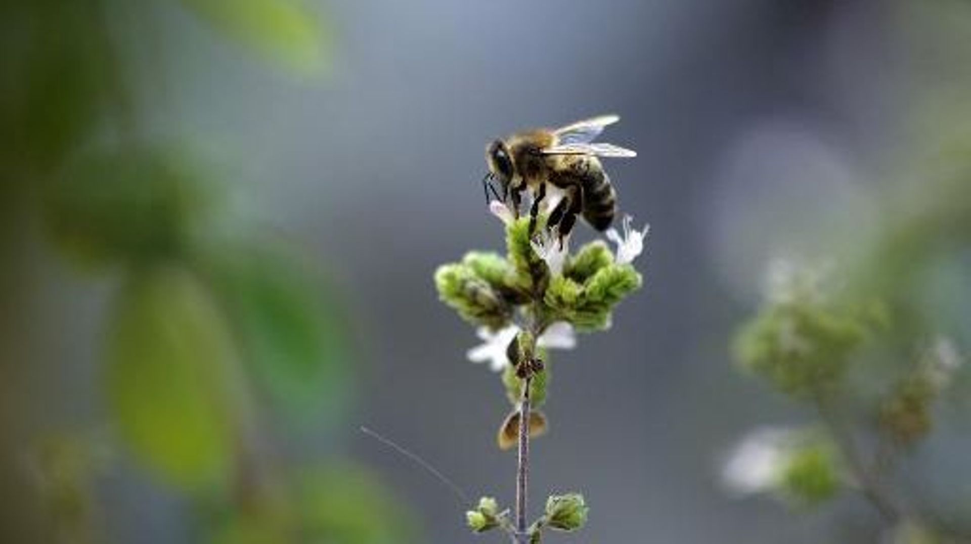Déjà soupçonnés de tuer les abeilles, les insecticides néonicotinoïdes affectent également les oiseaux