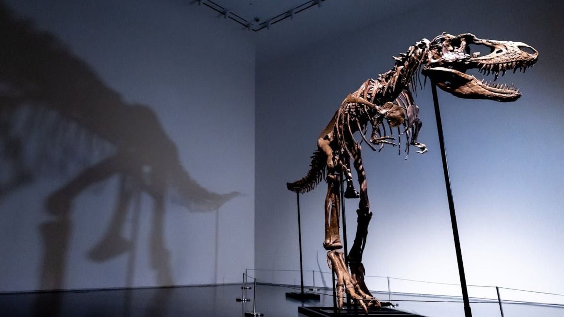 Les fossiles de dinosaures offrent des données scientifiques uniques et ne devraient pas être vendus aux enchères