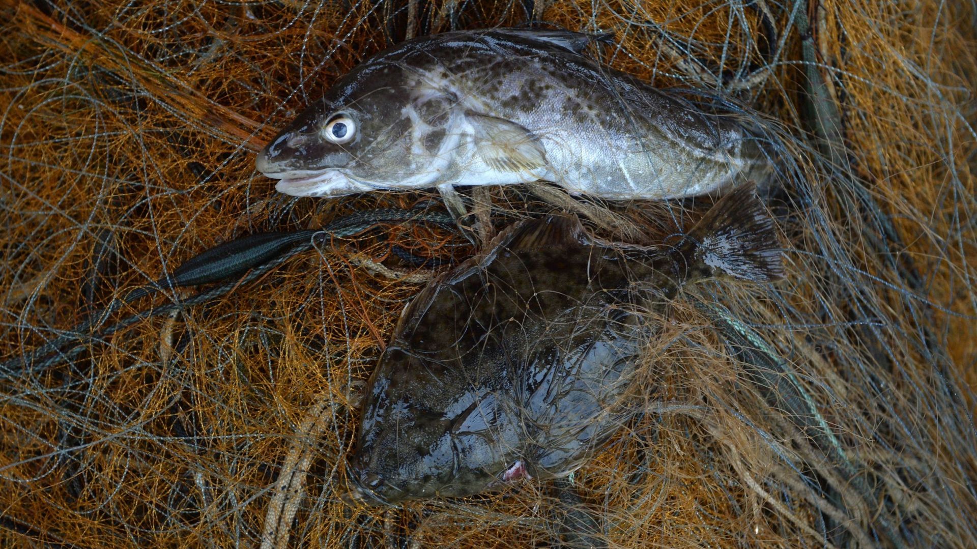 Un pêcheur norvégien trouve un sextoy dans l'estomac d'une morue