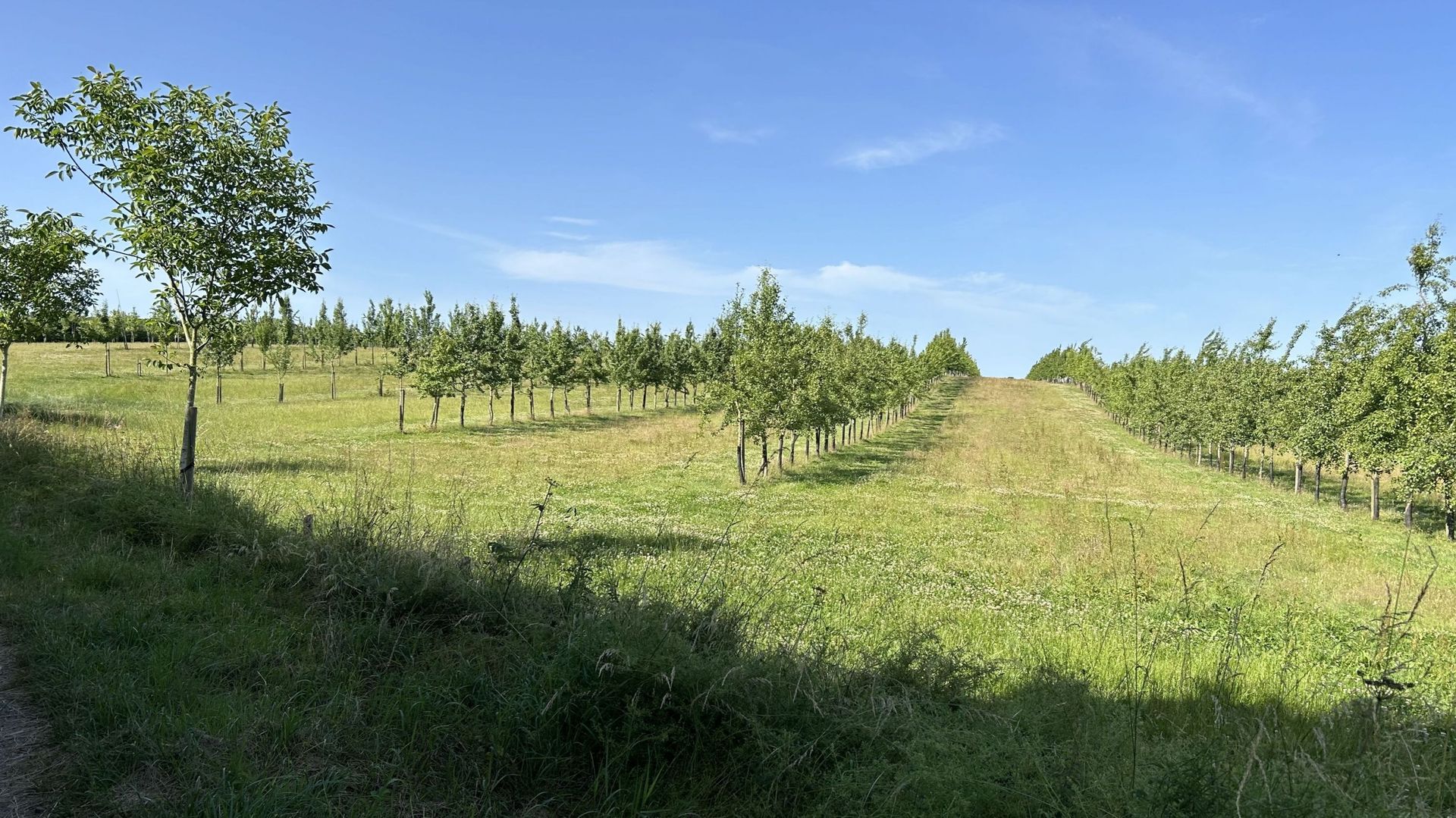 Miser sur les vergers hautes tiges pour recréer une filière belge de fruits sans intrant – RTBF Actus